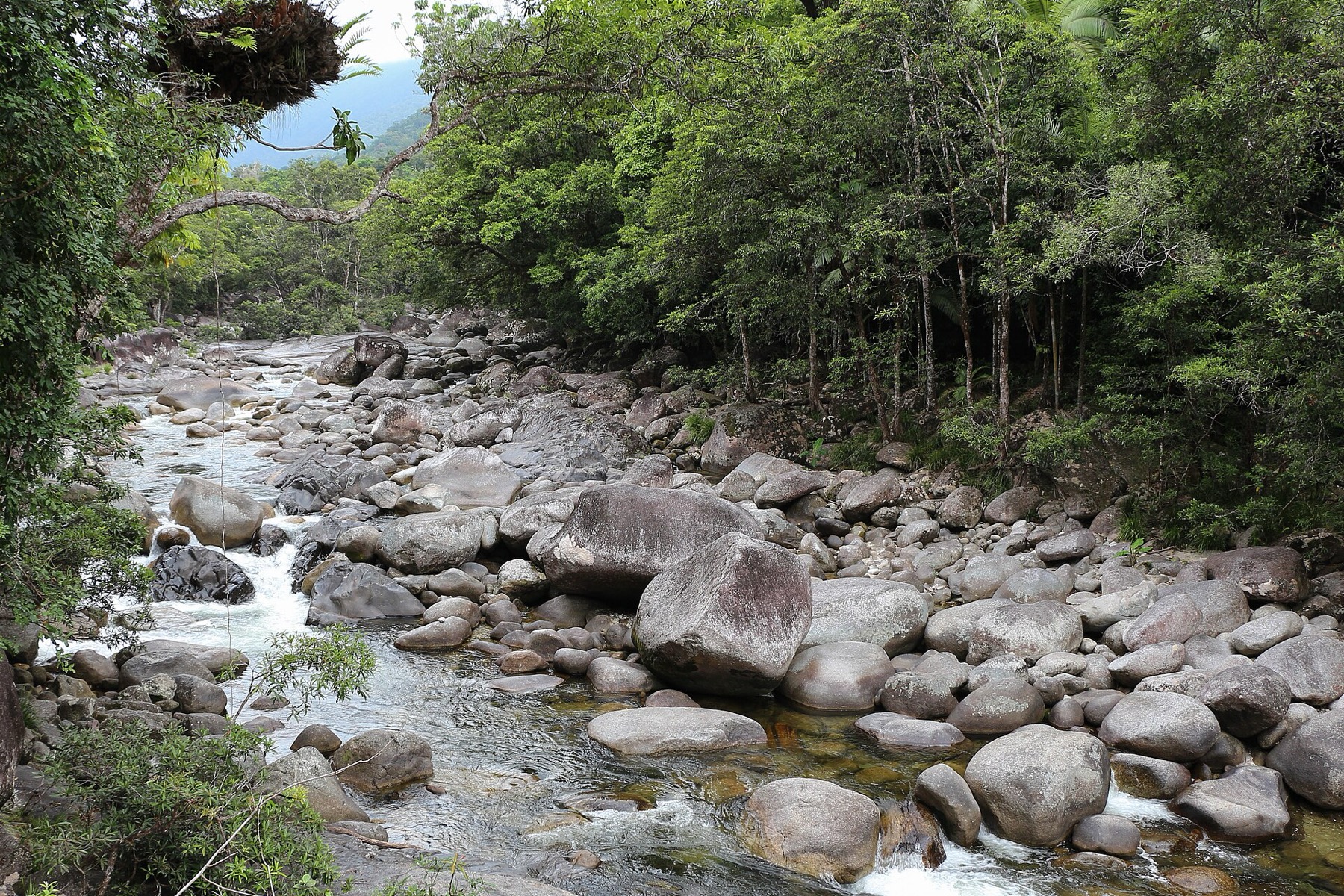 Cairns a Daintree: 18 tipů, co vidět v bráně do tropů 17 Řeka v soutěsce Mossman Gorge