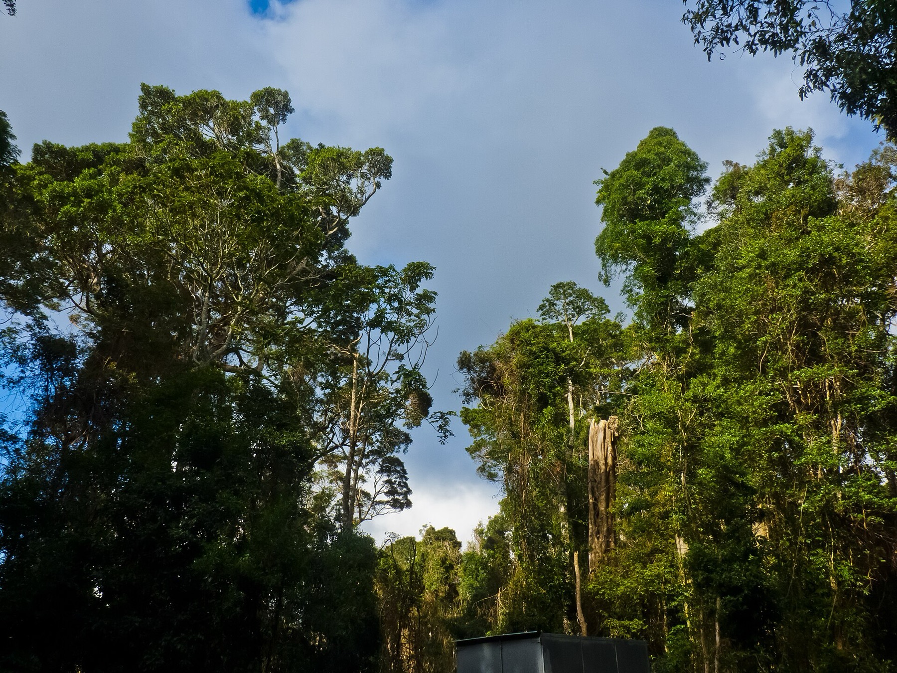 Gold Coast, Austrálie: 16 tipů, co vidět kromě pláží 2 Prales v Lamington National Park