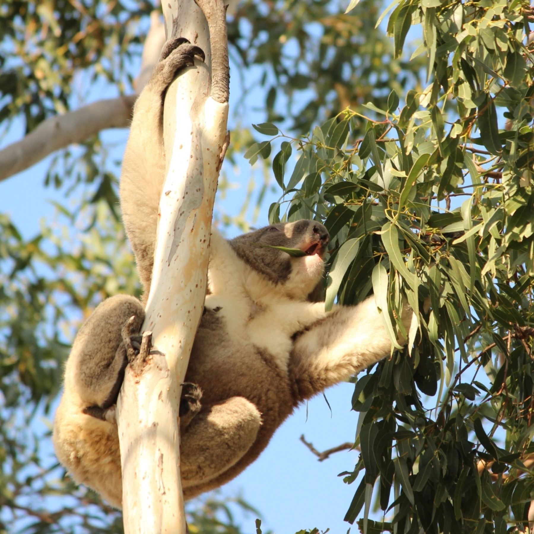 Great Ocean Road, Austrálie: 14 zastávek a itinerář na 2 dny 10 Koala v koruně eukalyptu