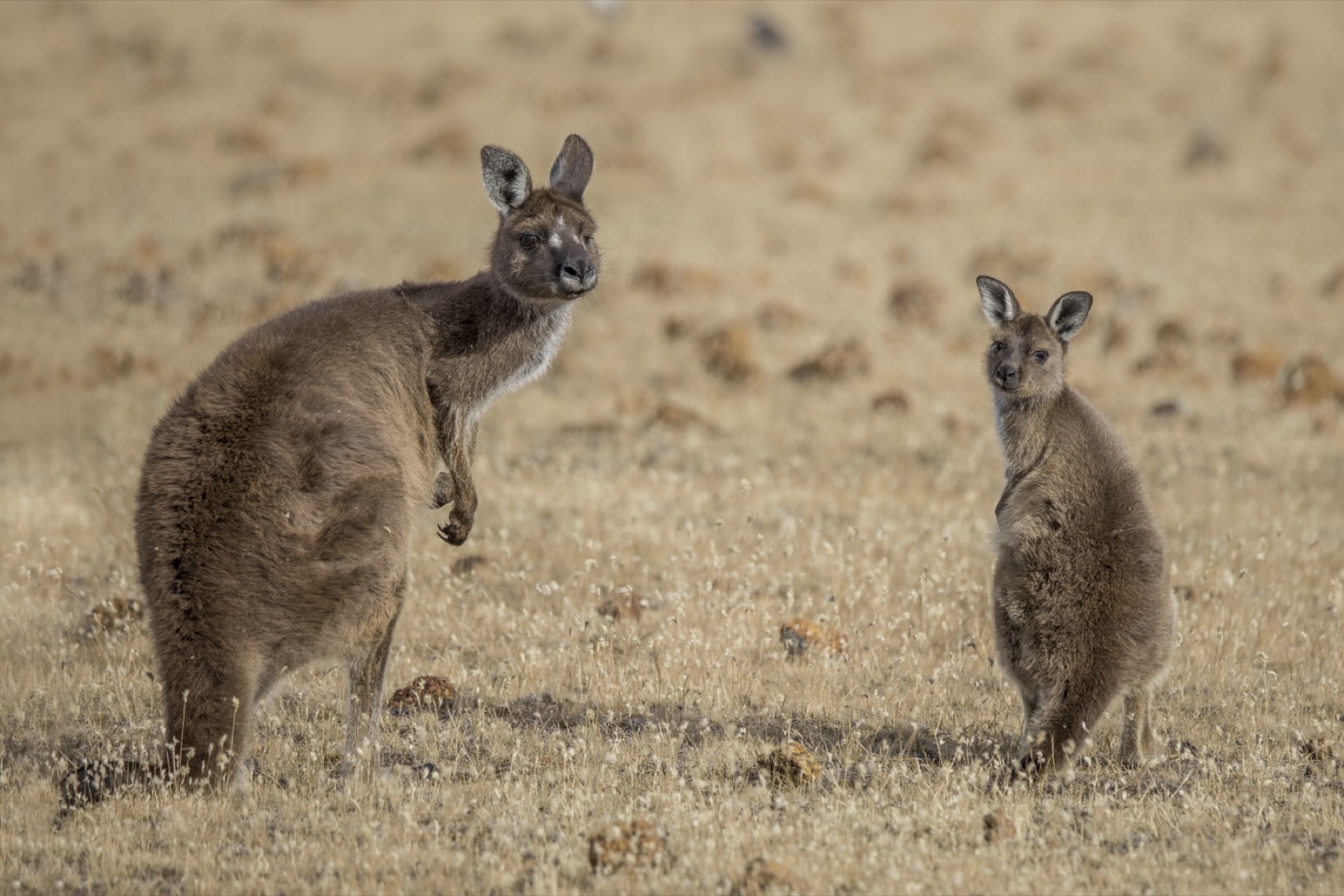 Kangaroo Island: 10 tipů, co vidět na Klokaním ostrově 4 Klokan s mládětem v kapse
