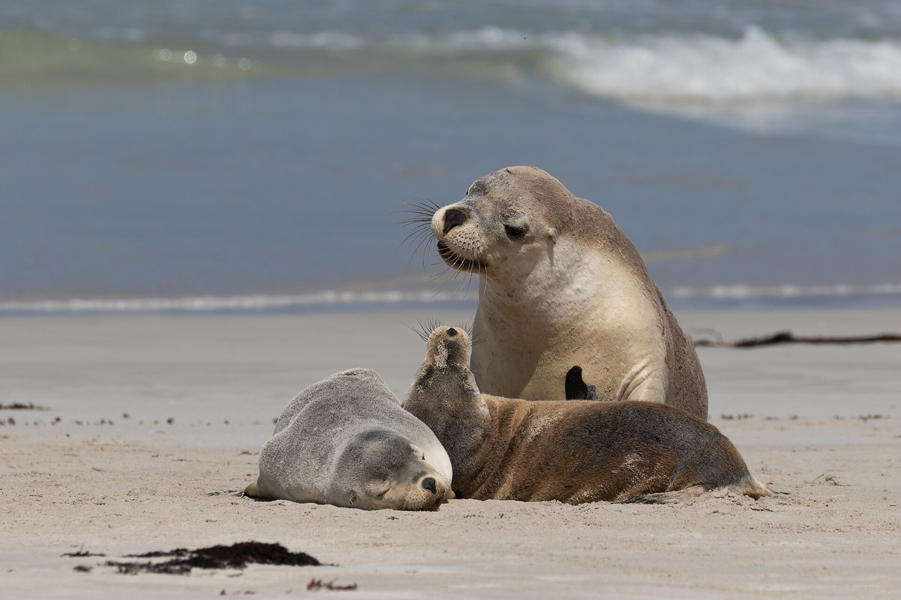 Kangaroo Island: 10 tipů, co vidět na Klokaním ostrově 8 Lachtani v Seal Bay