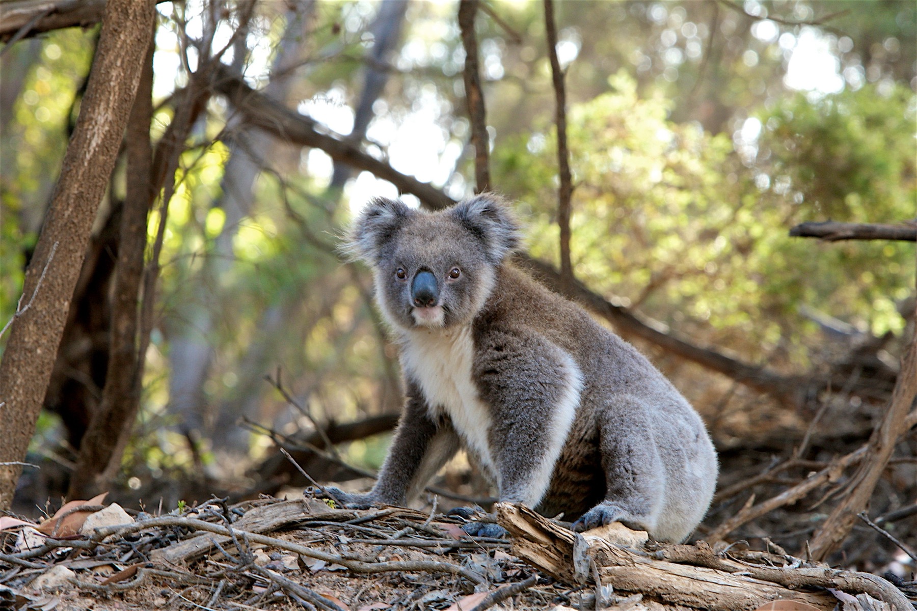 Kangaroo Island: 10 tipů, co vidět na Klokaním ostrově 10 Koala v eukalyptu