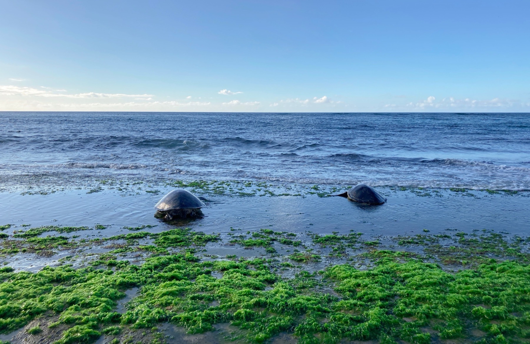Where to Stay on the Great Barrier Reef in 2026: 12 Islands 7 Loggerhead turtle on the beach of Heron Island