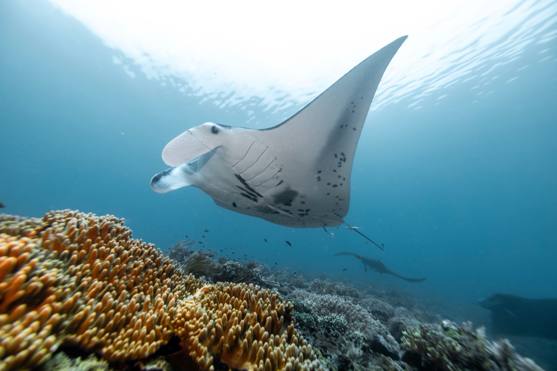 Where to Stay on the Great Barrier Reef in 2026: 12 Islands 8 Manta ray at Lady Elliot Island