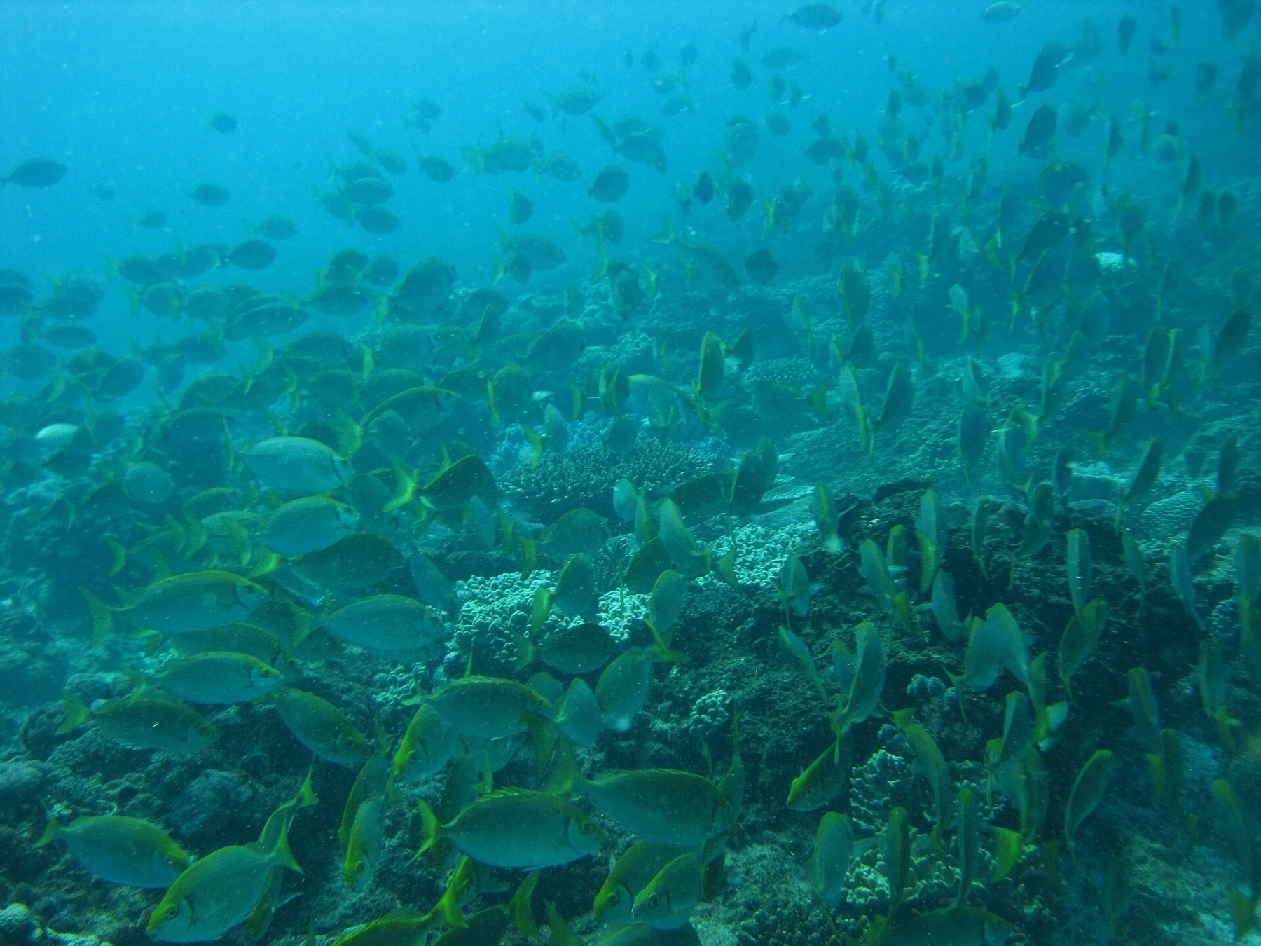 Where to Stay on the Great Barrier Reef in 2026: 12 Islands 20 Coral reef full of fish