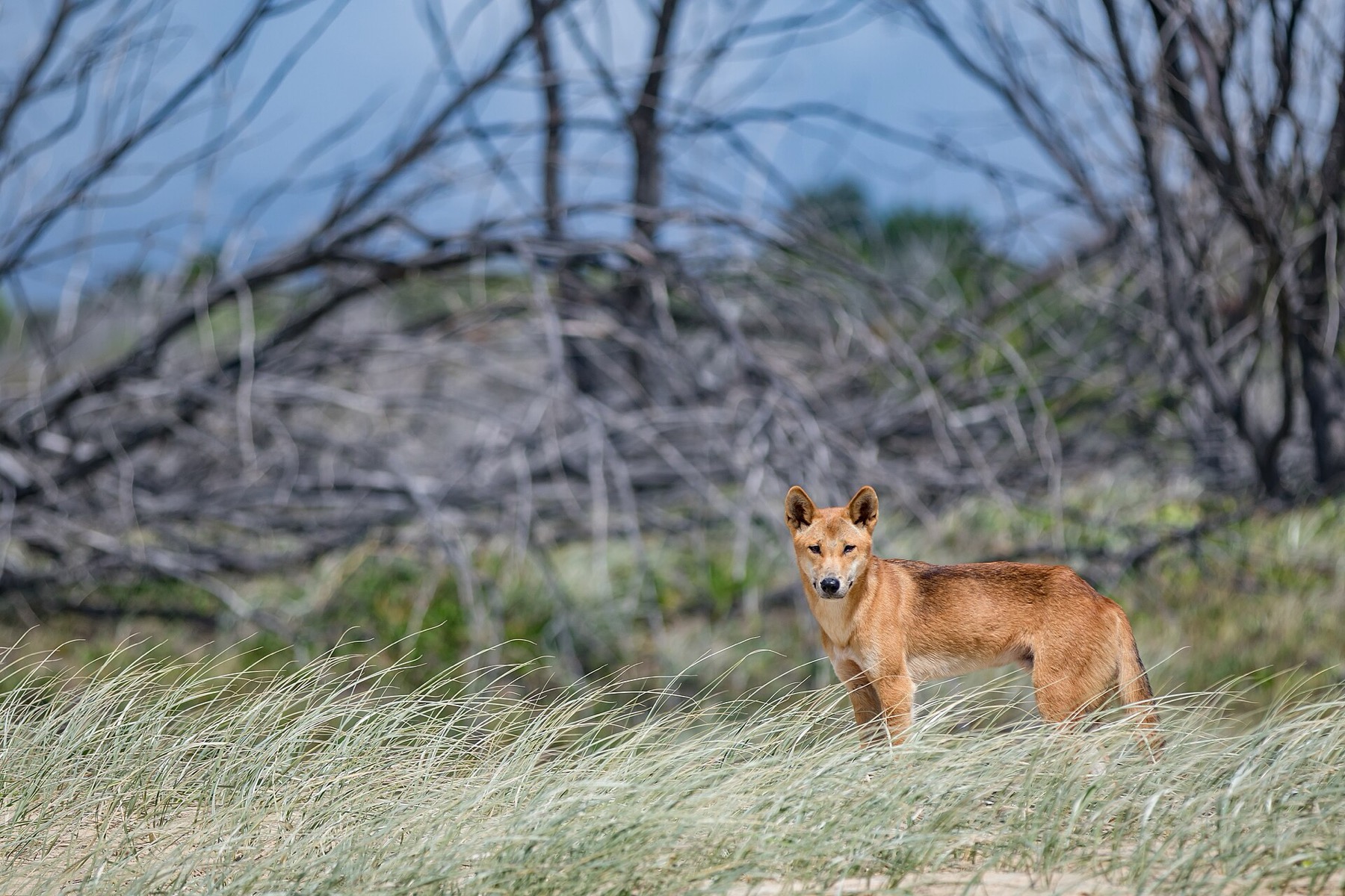 K'gari (Fraser Island): 10 tipů, co vidět a jak se tam dostat 4 Dingo na pláži