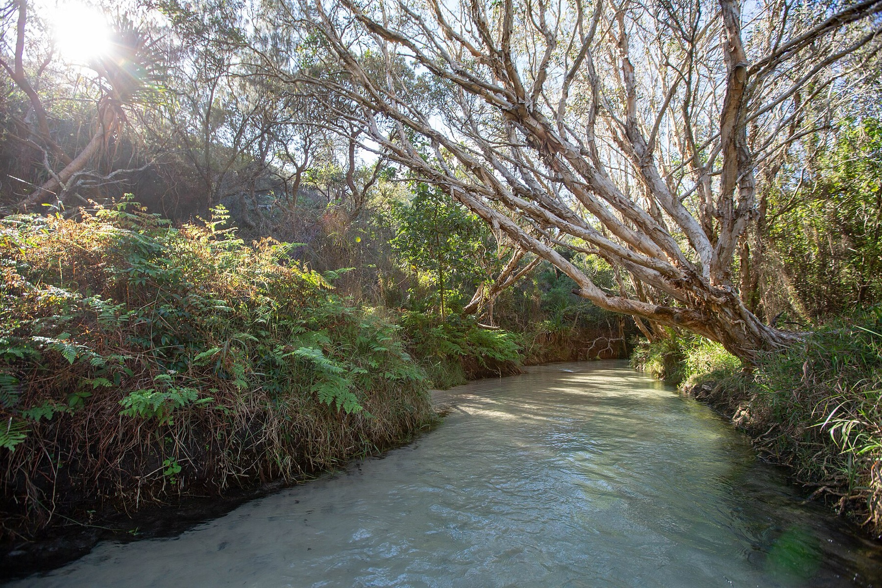 K'gari (Fraser Island): 10 tipů, co vidět a jak se tam dostat 10 Potok Eli Creek