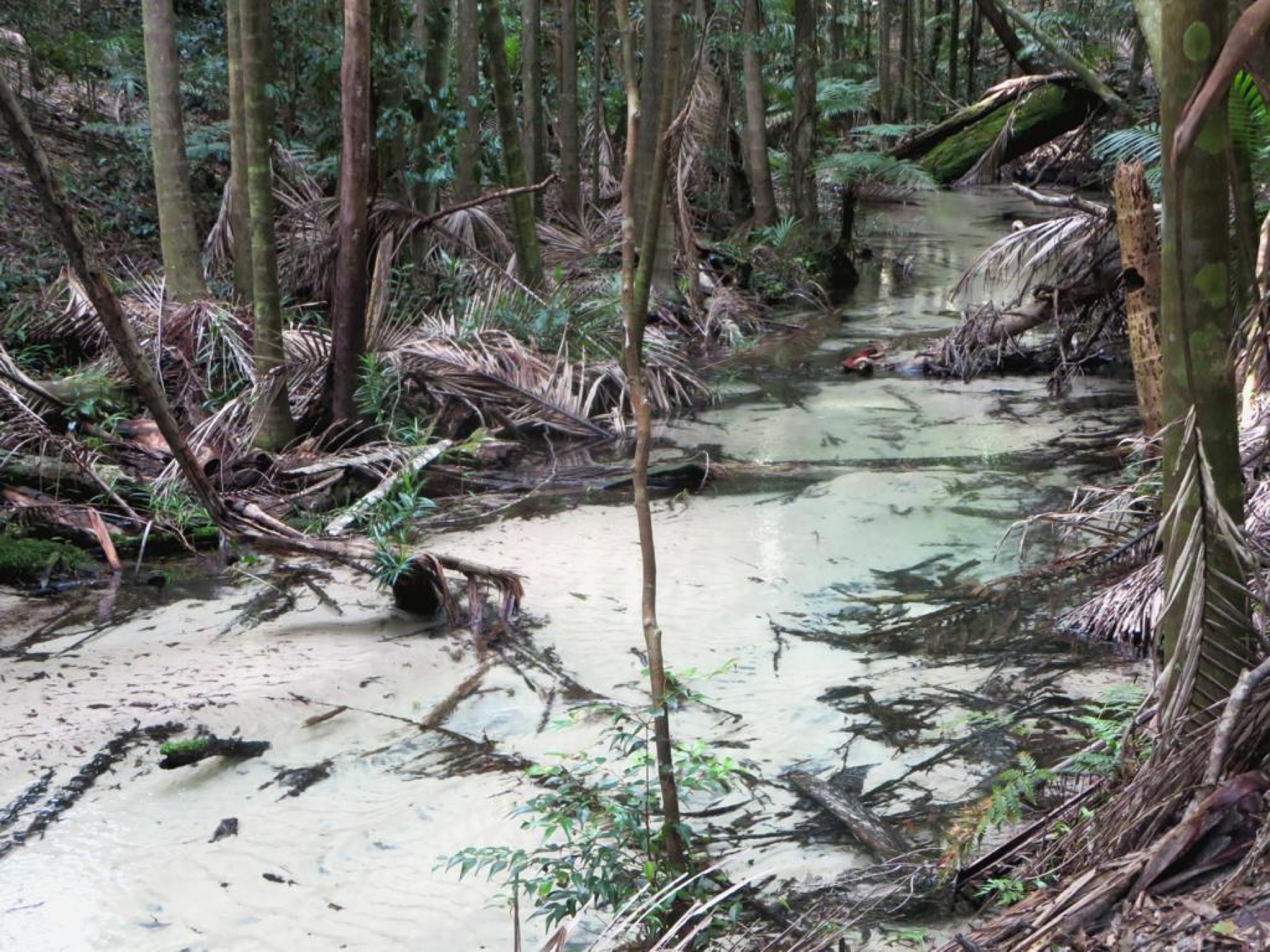 K'gari (Fraser Island): 10 tipů, co vidět a jak se tam dostat 12 Central Station a potok Wanggoolba