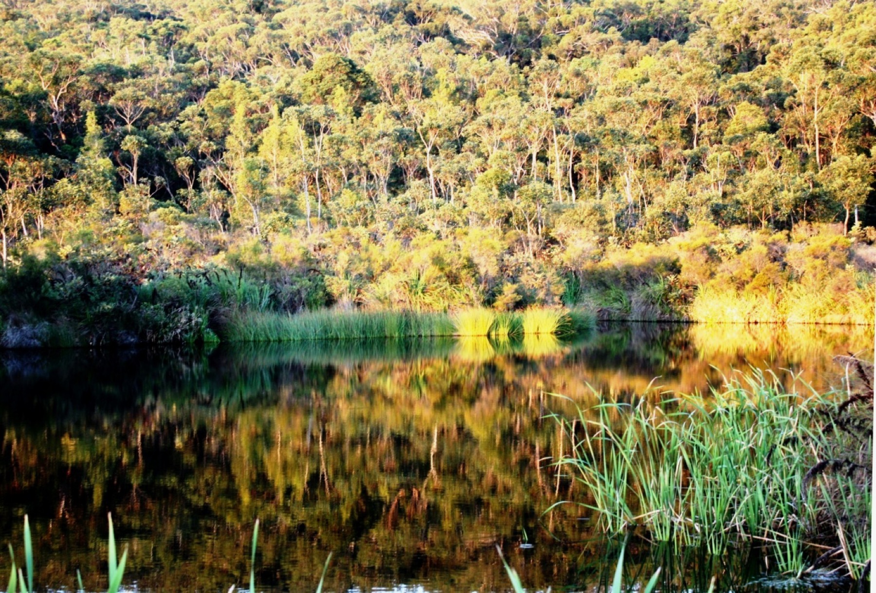 K'gari (Fraser Island): 10 tipů, co vidět a jak se tam dostat 14 Kingfisher Bay