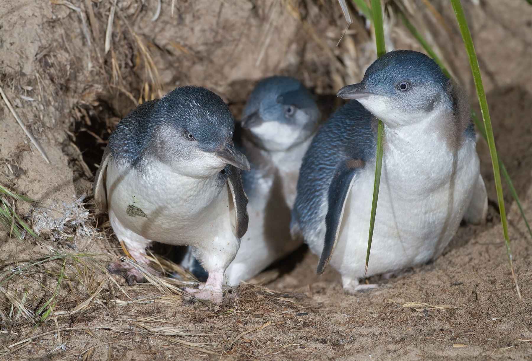 Melbourne, Austrália 2026: 23 dicas do que ver e fazer 24 Pinguim-azul em Phillip Island