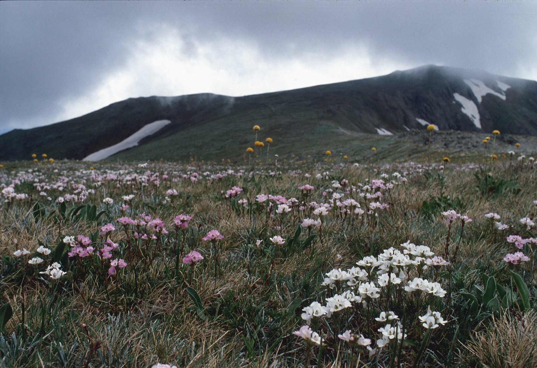 Mount Kosciuszko 2026: Besteigung des höchsten Bergs Australiens 6 Alpine Landschaft des Parks