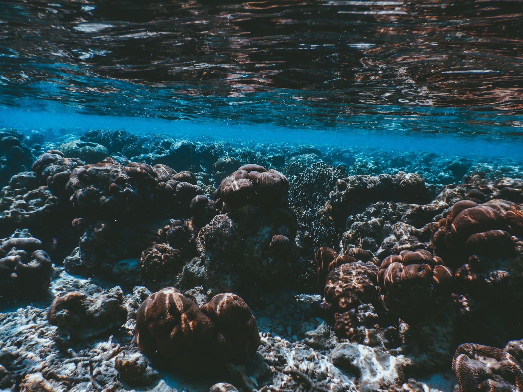 Ningaloo Reef, Austrálie: 12 míst a zážitků, které stojí za to 1 Korálový útes Ningaloo
