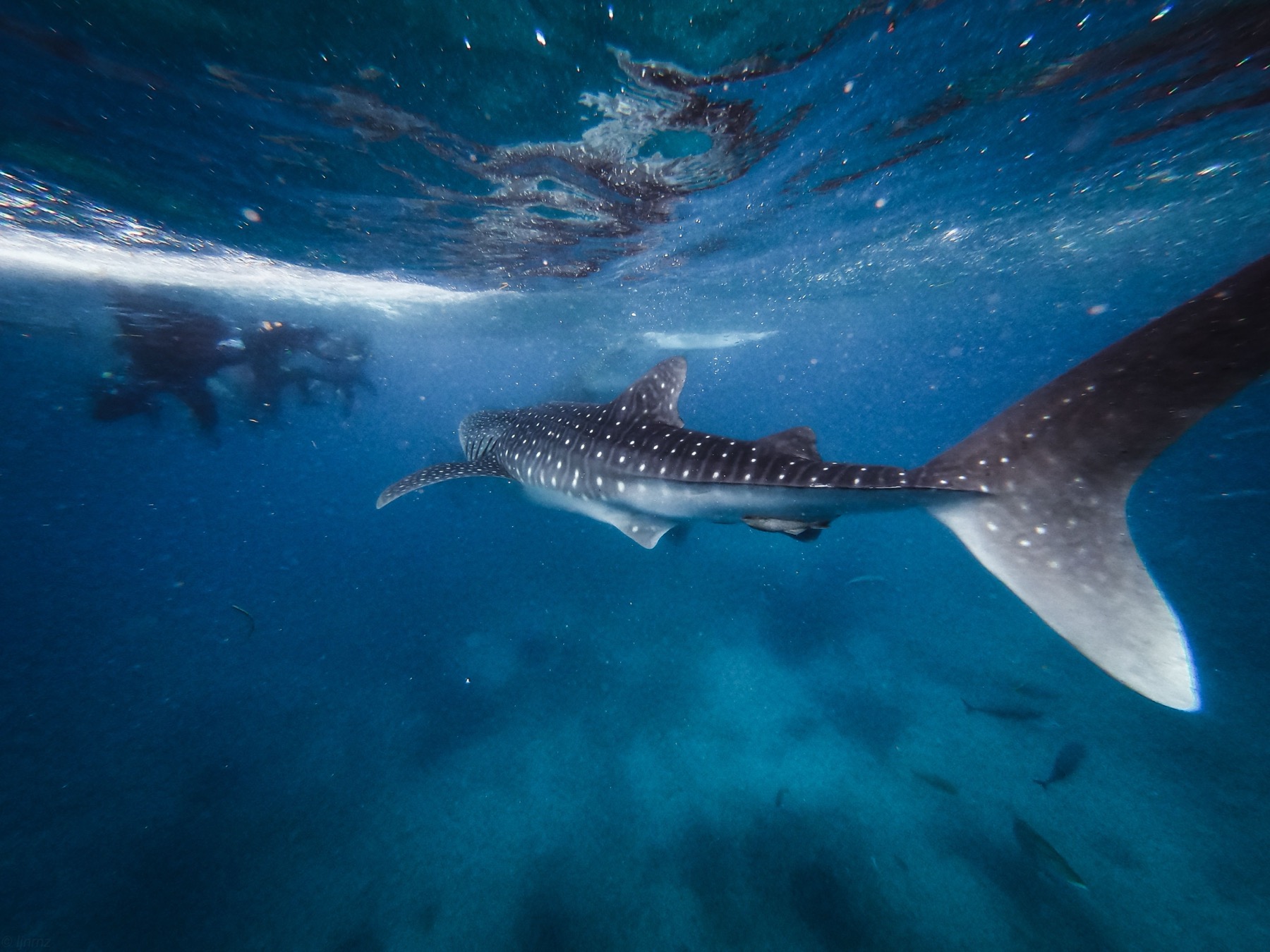 Ningaloo Reef, Austrálie: 12 míst a zážitků, které stojí za to 4 Velrybí žralok pod hladinou
