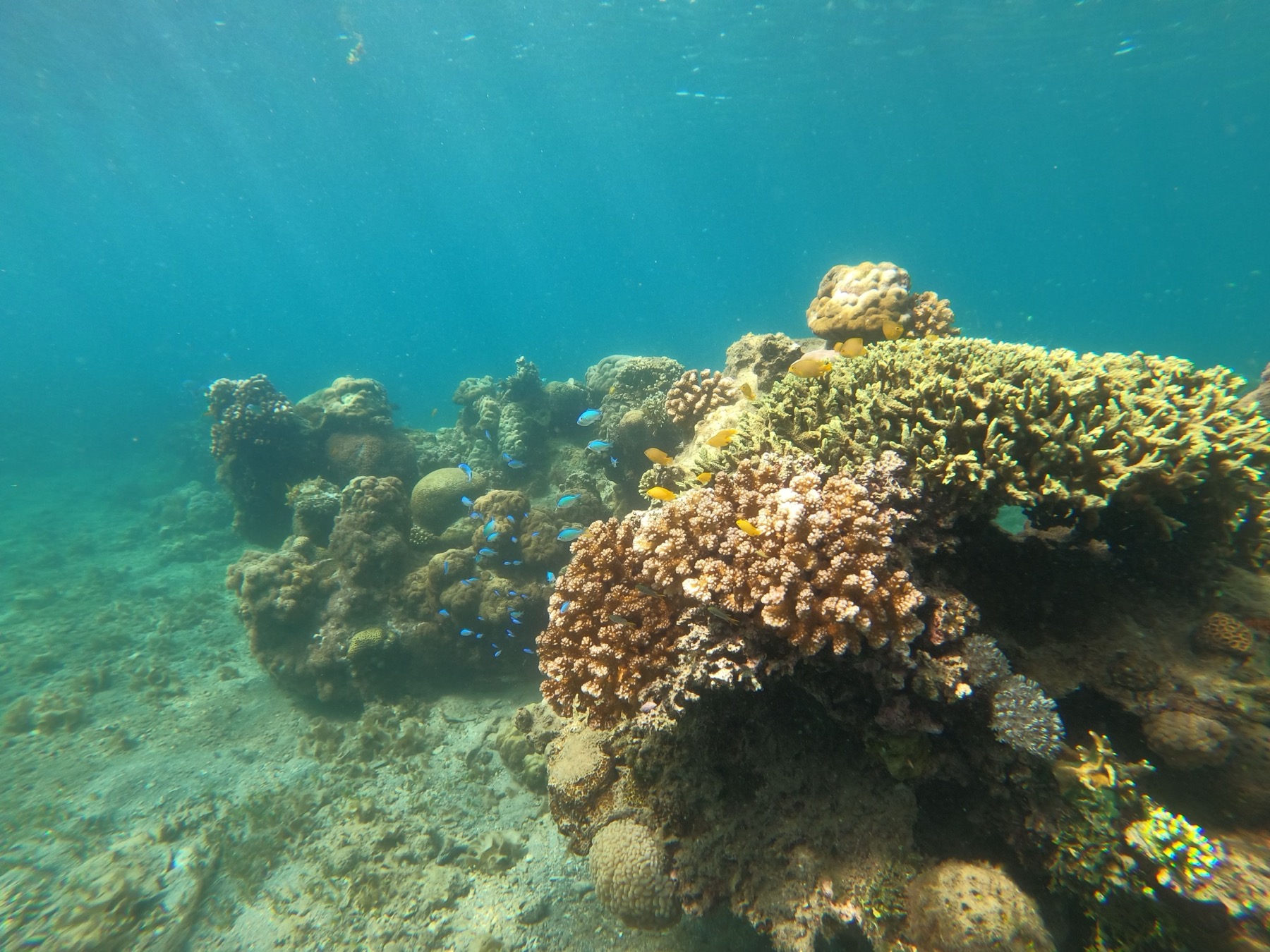 Ningaloo Reef, Austrálie: 12 míst a zážitků, které stojí za to 8 Korálové bloky pod hladinou