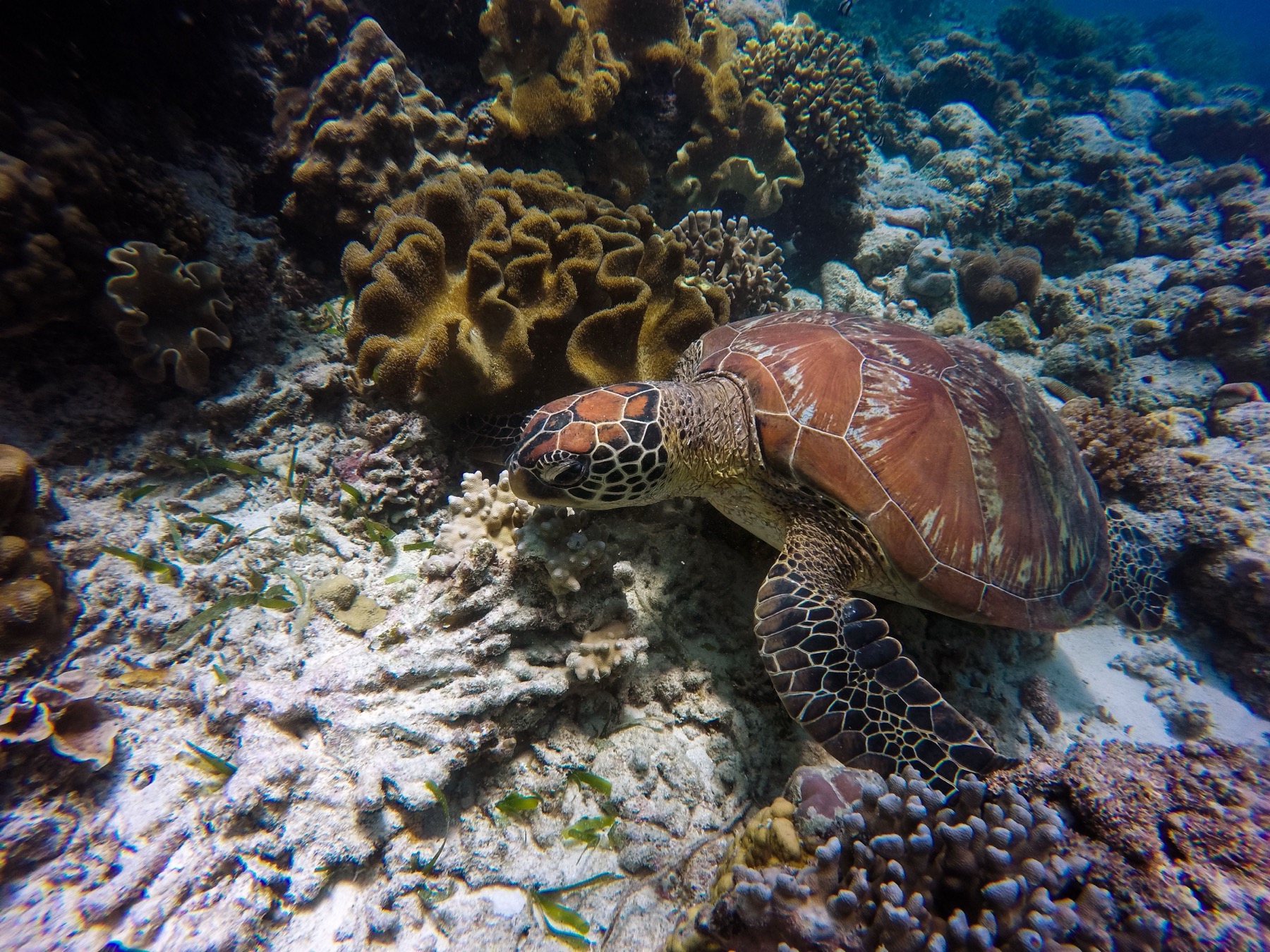 Ningaloo Reef, Austrálie: 12 míst a zážitků, které stojí za to 17 Mořská želva nad útesem