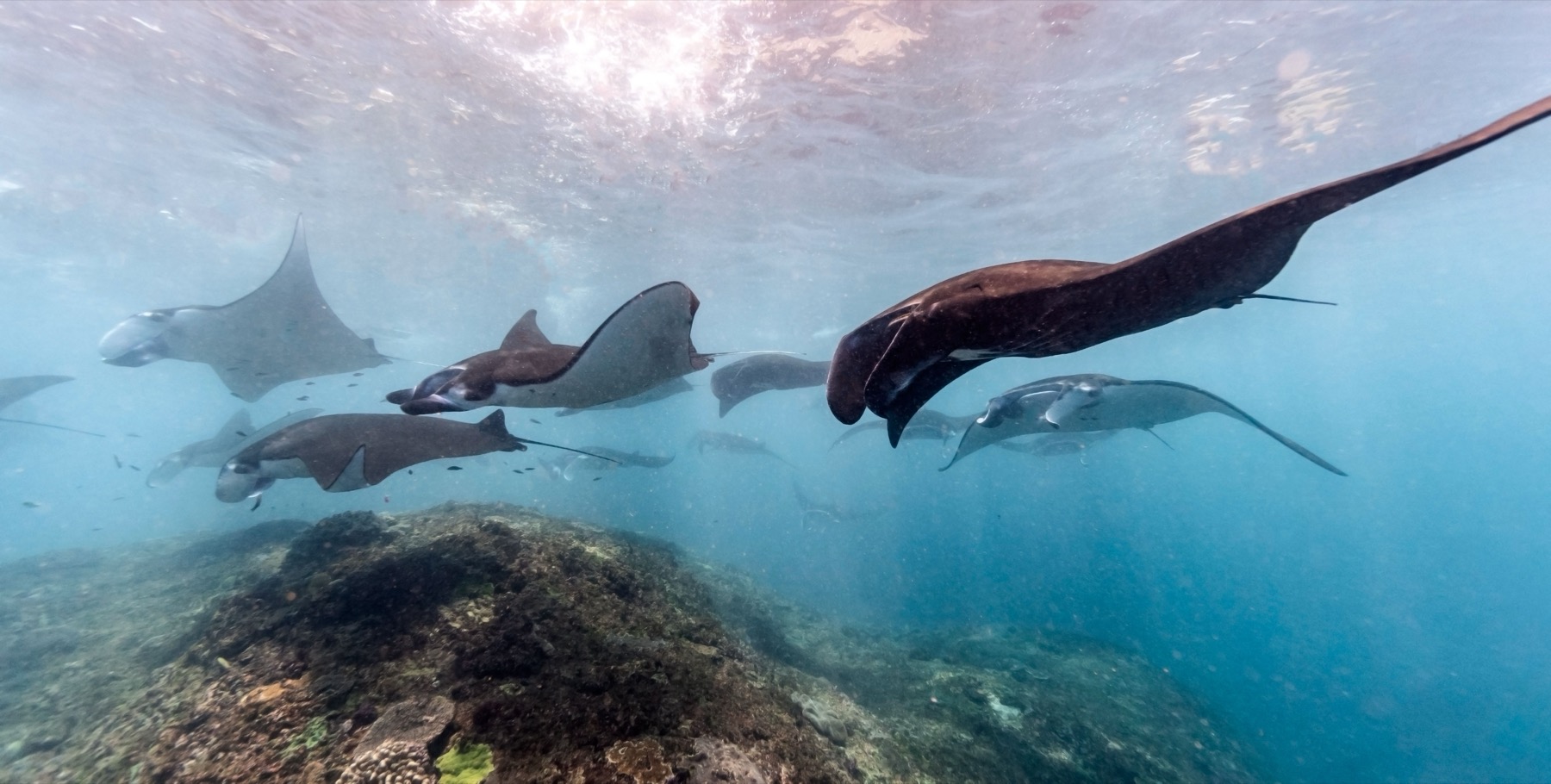 Ningaloo Reef, Austrálie: 12 míst a zážitků, které stojí za to 18 Manta v otevřené vodě