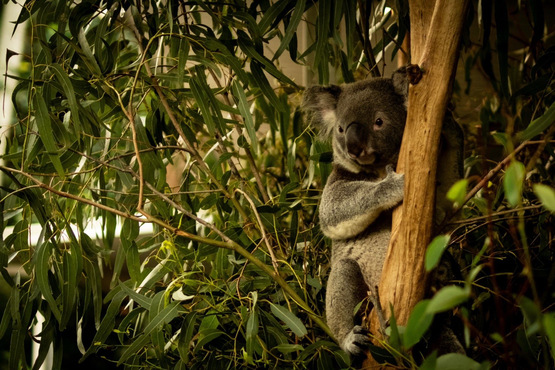 Noosa a Sunshine Coast: 14 tipů, co vidět a na co si dát pozor 3 Koala v koruně eukalyptu