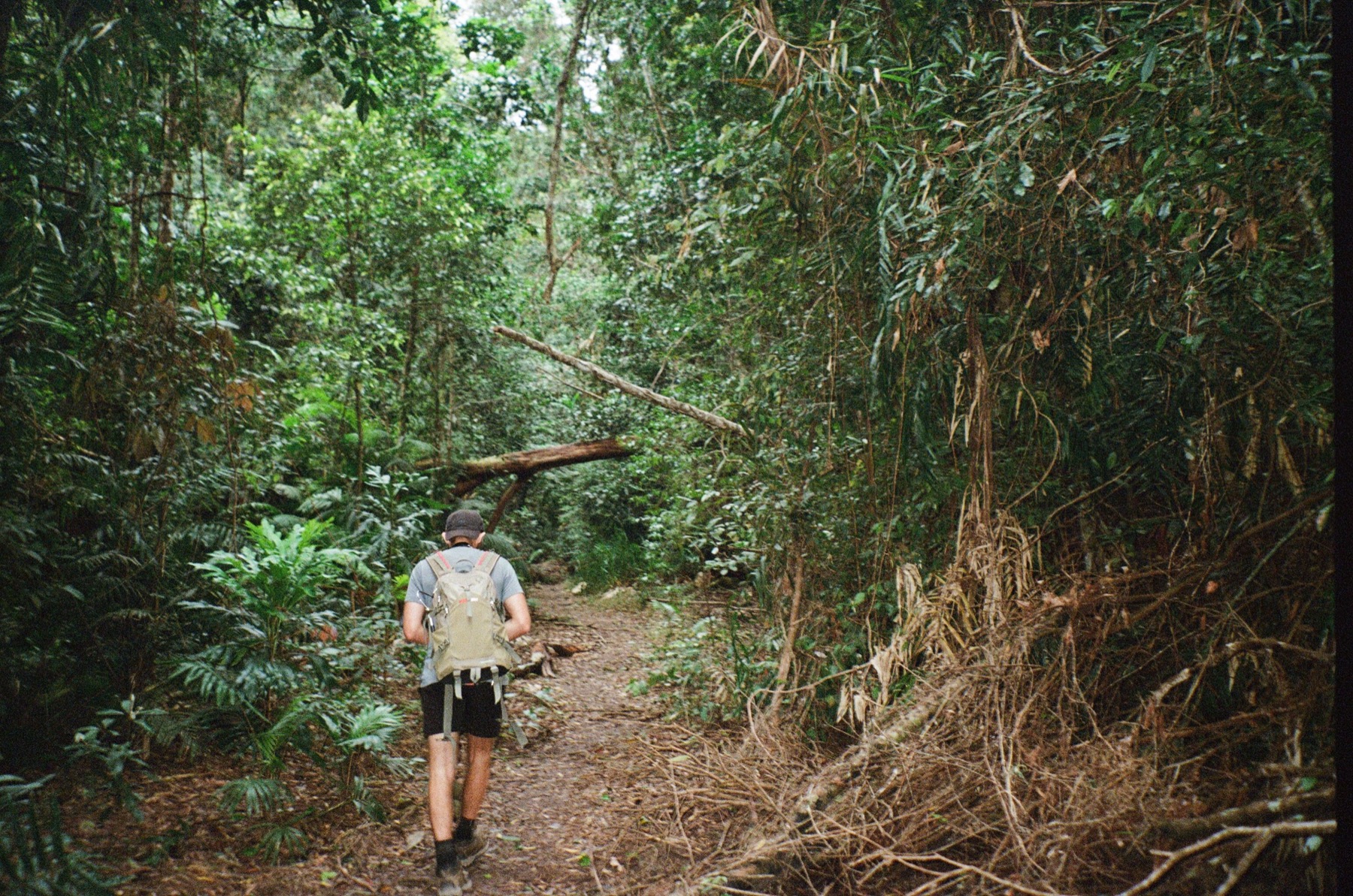 Noosa a Sunshine Coast: 14 tipů, co vidět a na co si dát pozor 20 Stezka pralesem v hinterlandu