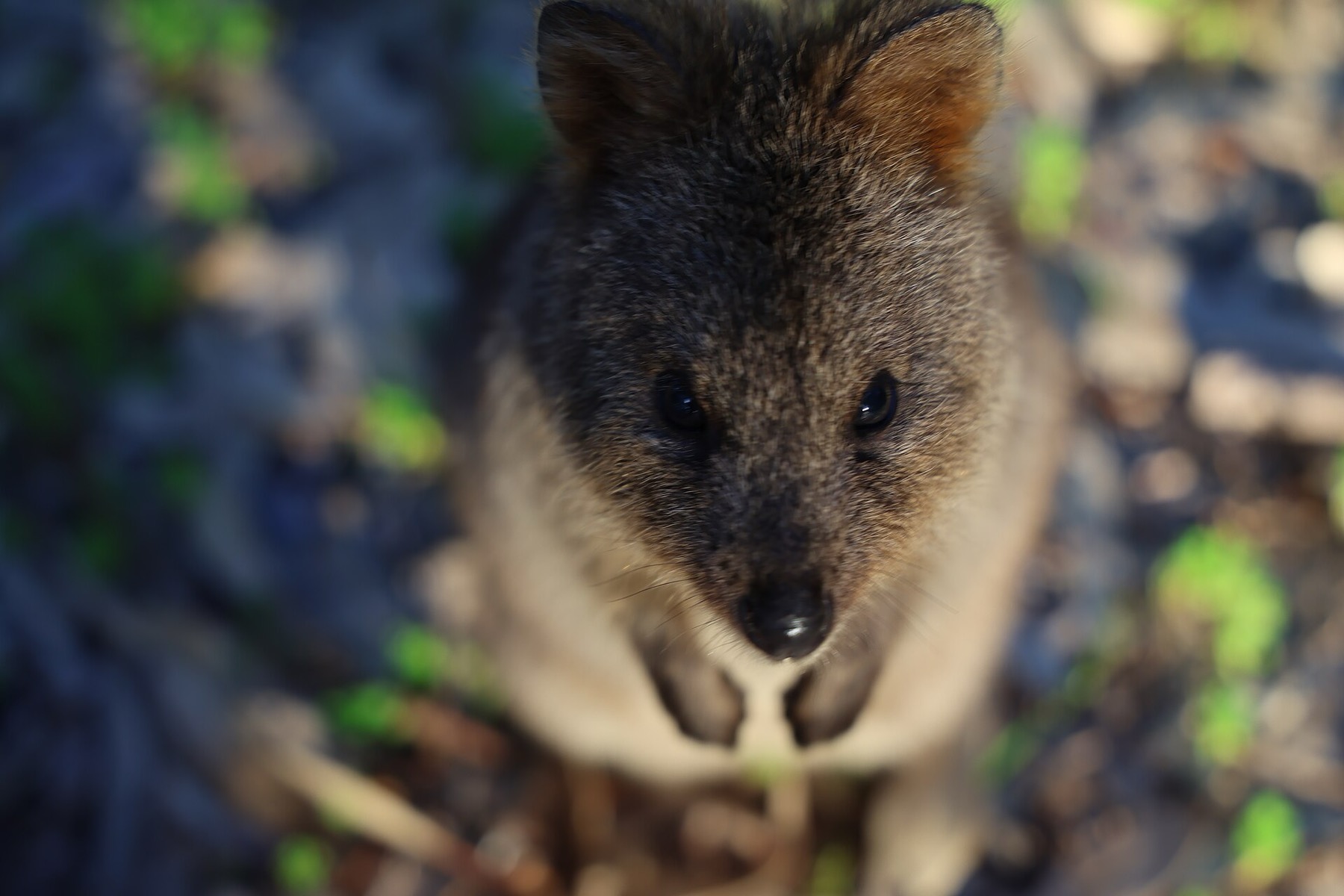 Rottnest Island, Austrálie: 12 tipů, co vidět – quokky a pláže 4 Quokka na Rottnestu