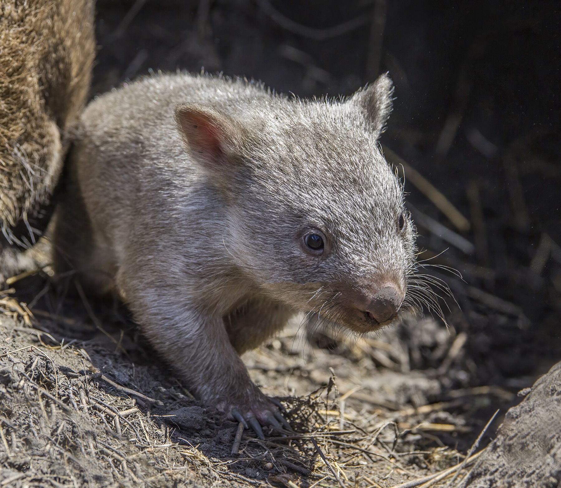 Tasmanie (Australie) : 20 lieux à voir + itinéraire pour 2026 10 Wombat sur Maria Island