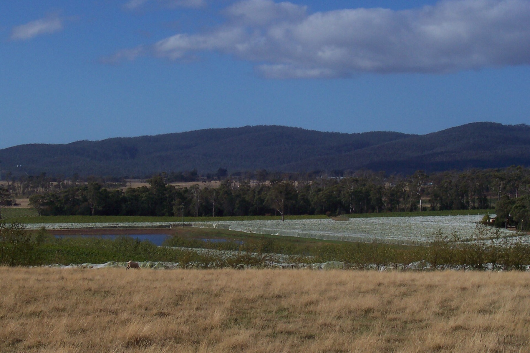 Tasmanie (Australie) : 20 lieux à voir + itinéraire pour 2026 17 Vignobles et paysage dans la Tamar Valley