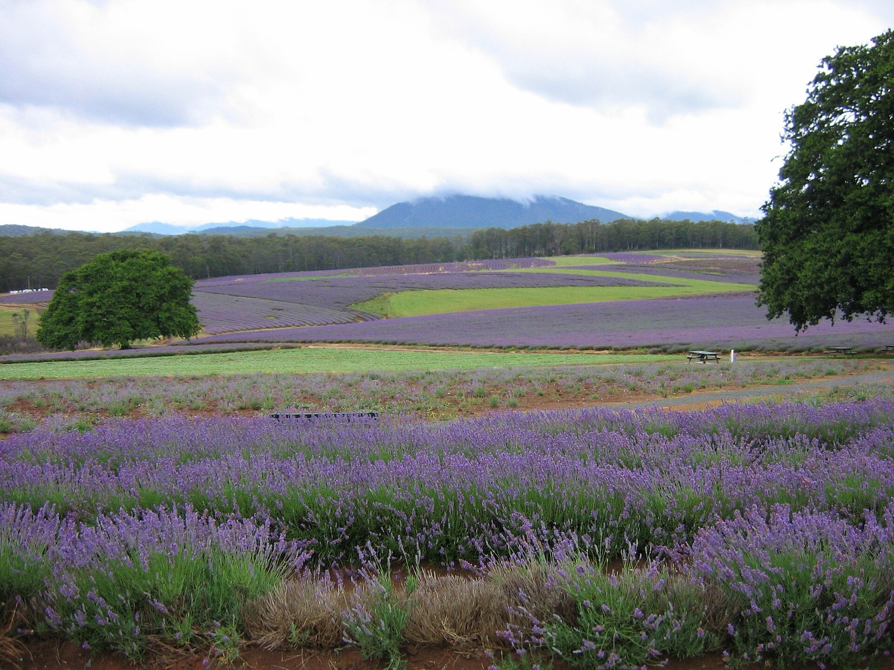 Tasmanie (Australie) : 20 lieux à voir + itinéraire pour 2026 18 Champs de lavande de Bridestowe en pleine floraison