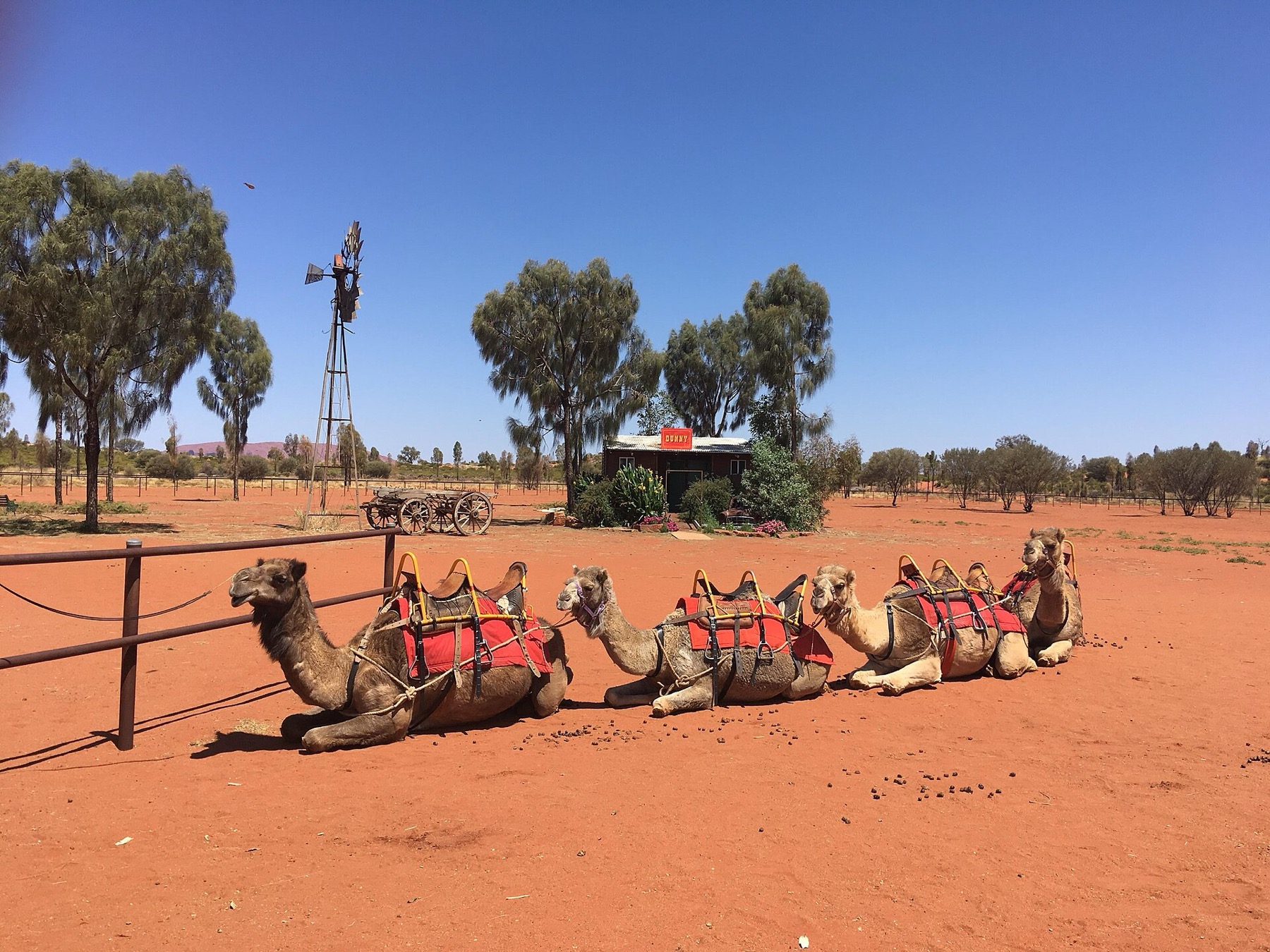Uluru a Red Centre: 14 tipů na návštěvu rudého srdce v Austrálie 12 Velbloudí karavana u Uluru
