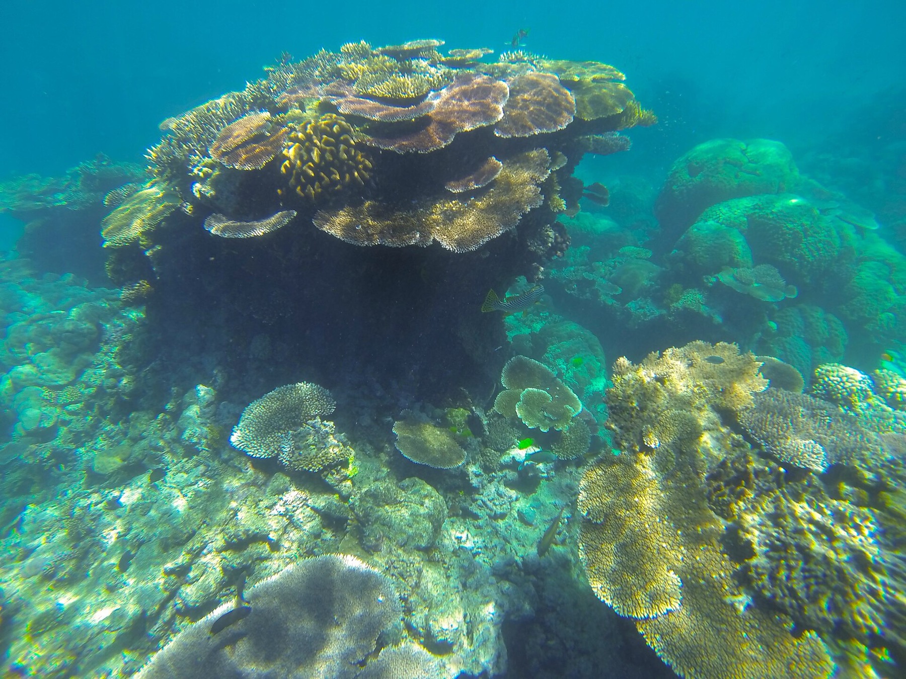 Marele Recif de Corali: excursii, prețuri și ce să știi în 2026 2 Snorkeling pe reciful exterior