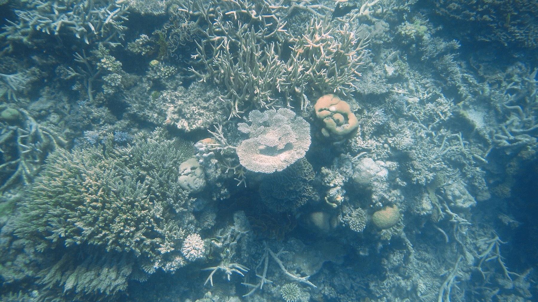 Marele Recif de Corali: excursii, prețuri și ce să știi în 2026 3 Coralii de la Agincourt Reef lângă Port Douglas