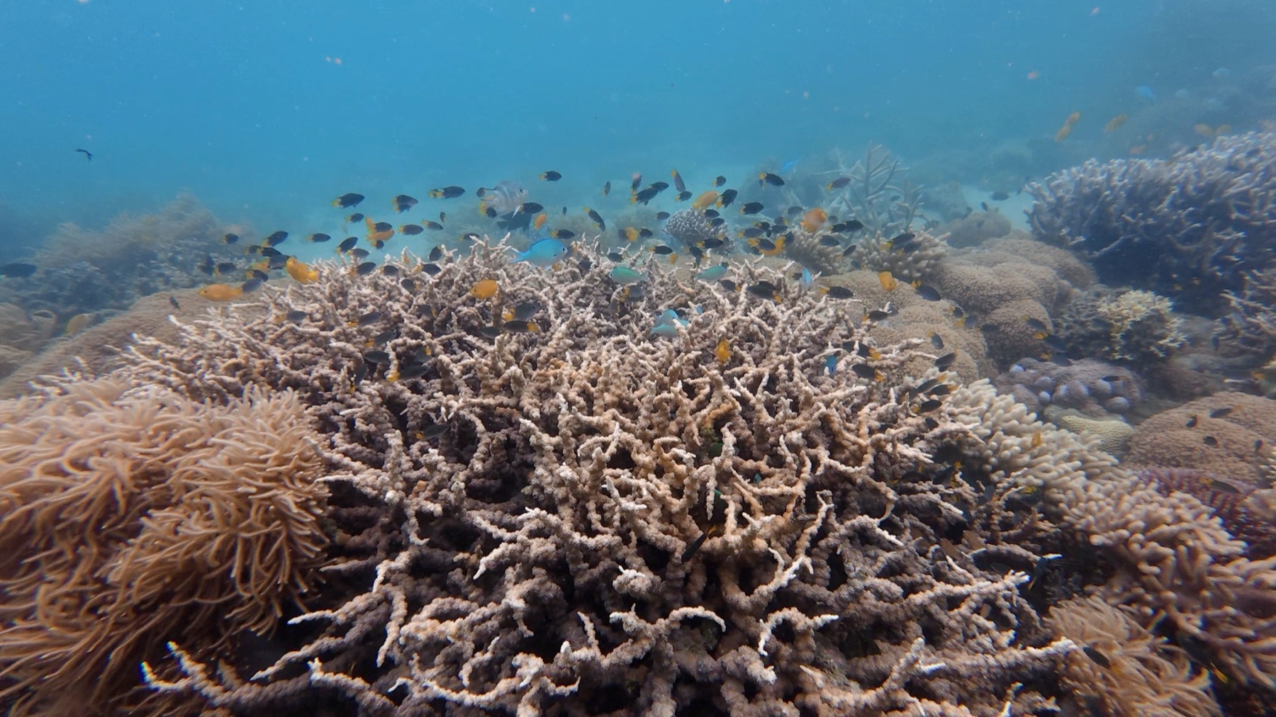 Whitsundays Australia nel 2026: 14 cose da sapere 10 Coralli sulla barriera