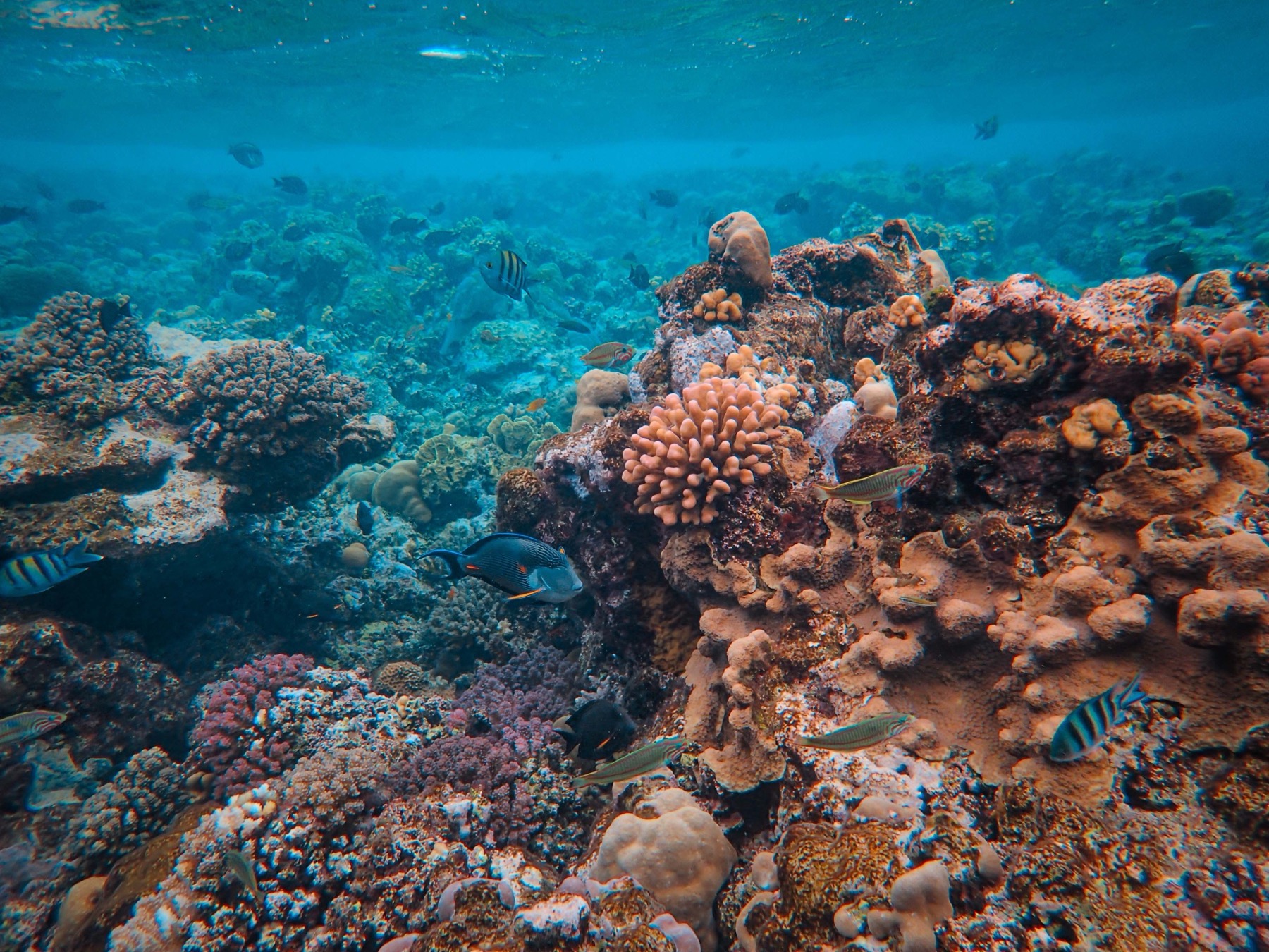 Whitsundays Australia nel 2026: 14 cose da sapere 16 Barriera corallina variopinta