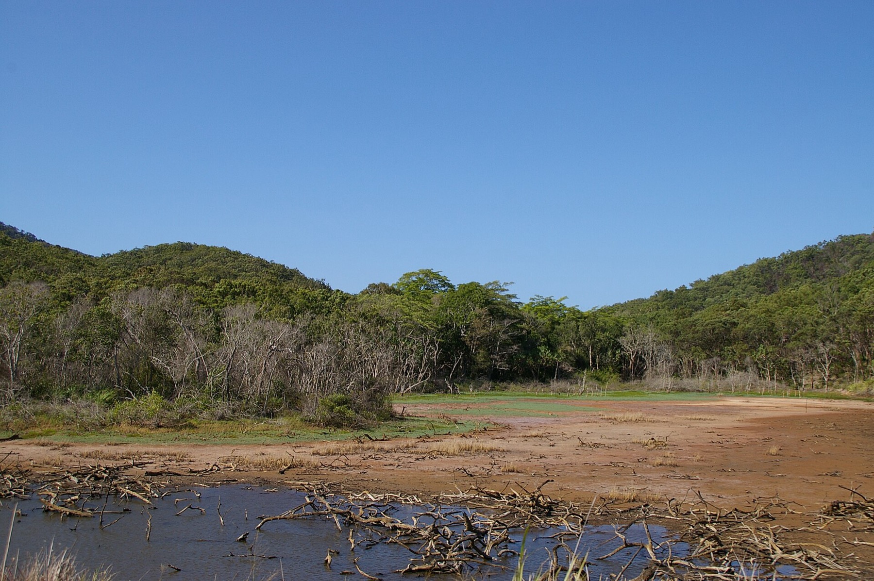 Whitsundays Australia nel 2026: 14 cose da sapere 19 Foresta pluviale nel Conway National Park