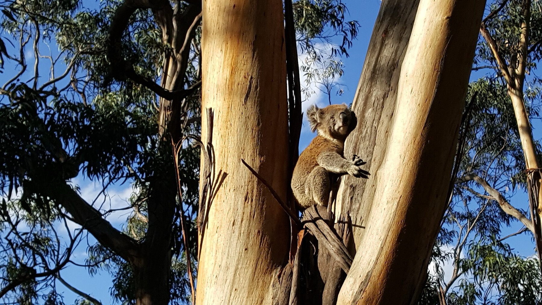 Animales en Australia: dónde ver canguros y koalas en 2026 2 Koala en un eucalipto