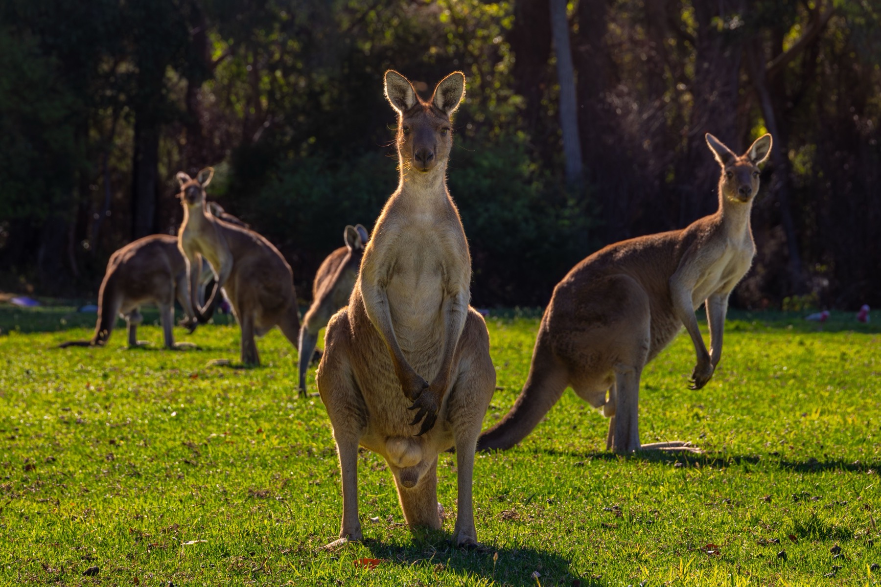 Animales en Australia: dónde ver canguros y koalas en 2026 3 Canguros pastando al amanecer