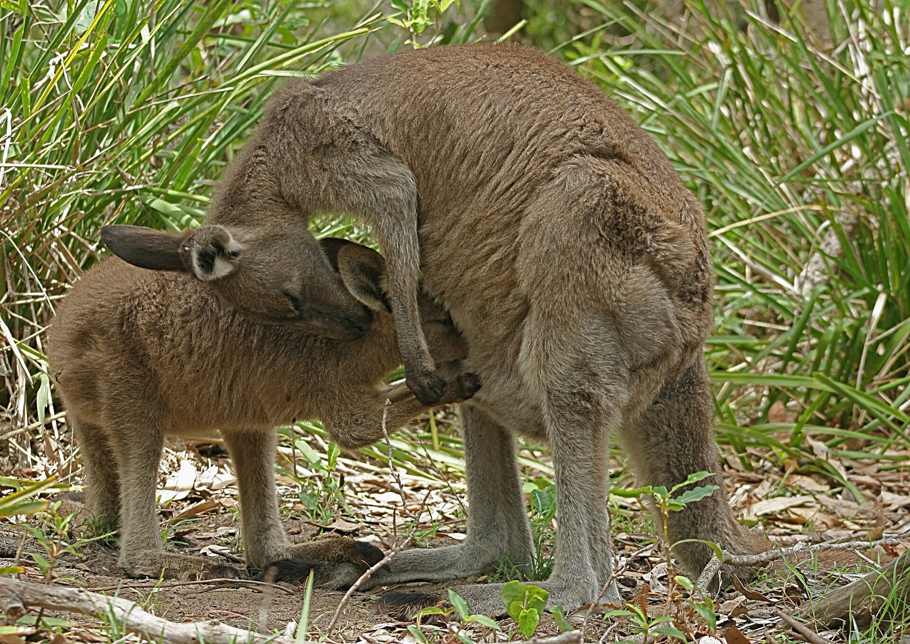 Animales en Australia: dónde ver canguros y koalas en 2026 4 Canguro gris oriental