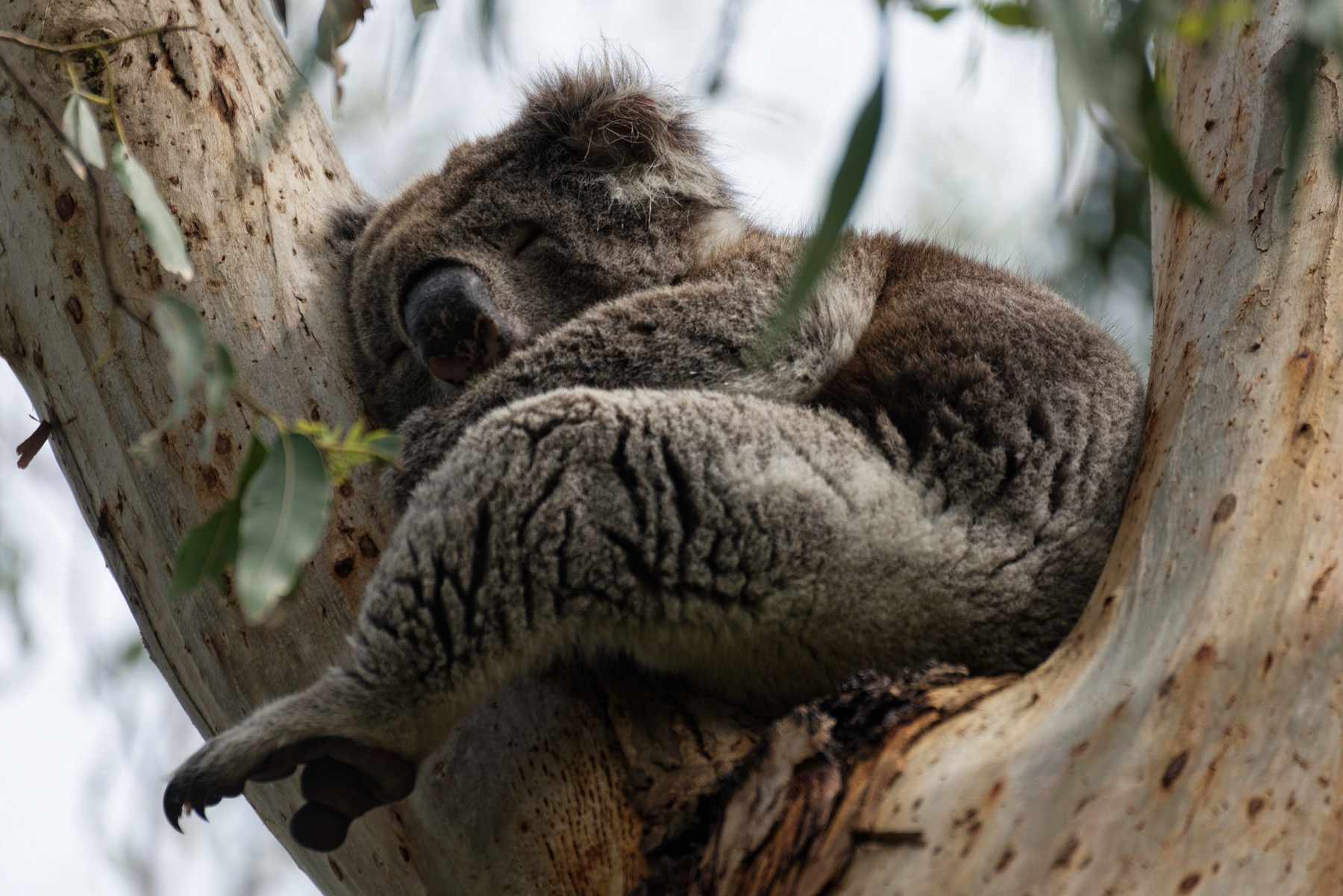 Animales en Australia: dónde ver canguros y koalas en 2026 5 Koala durmiendo entre ramas
