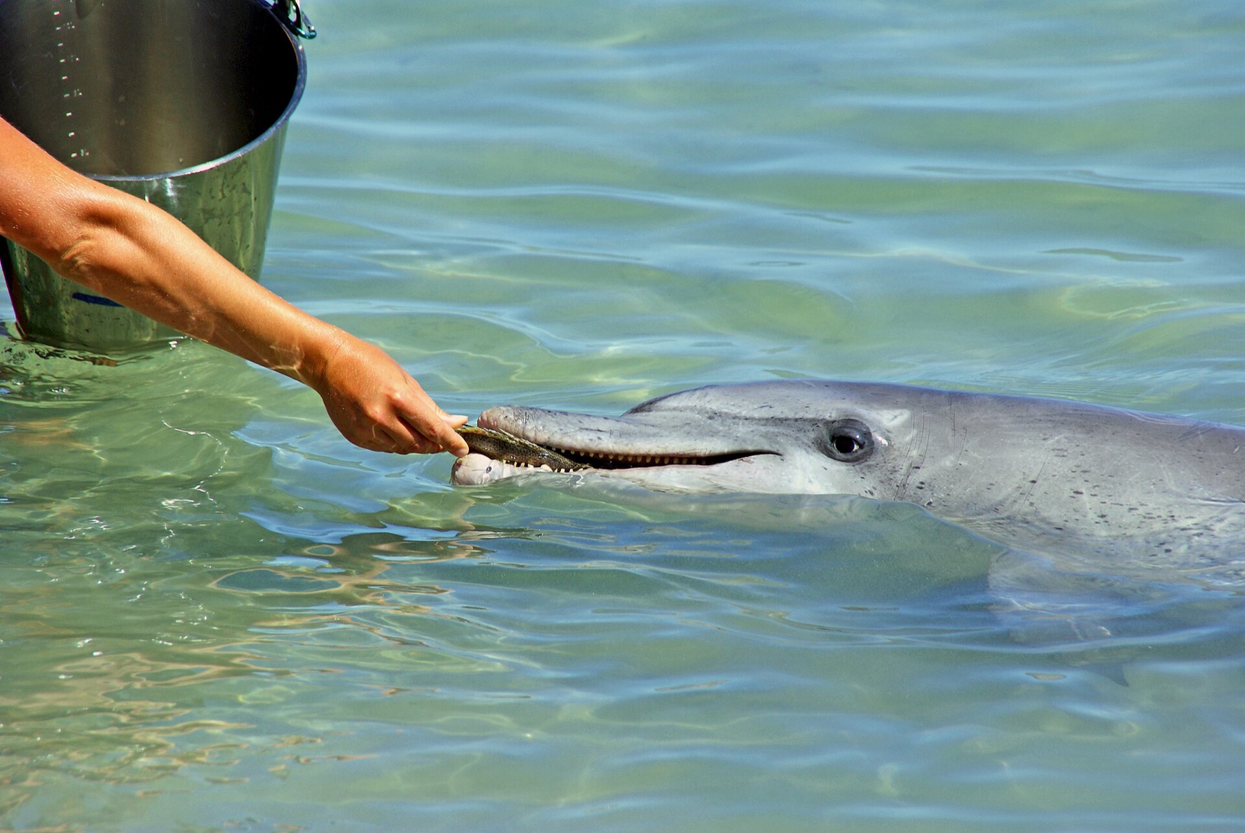 Animales en Australia: dónde ver canguros y koalas en 2026 13 Delfines en la costa australiana