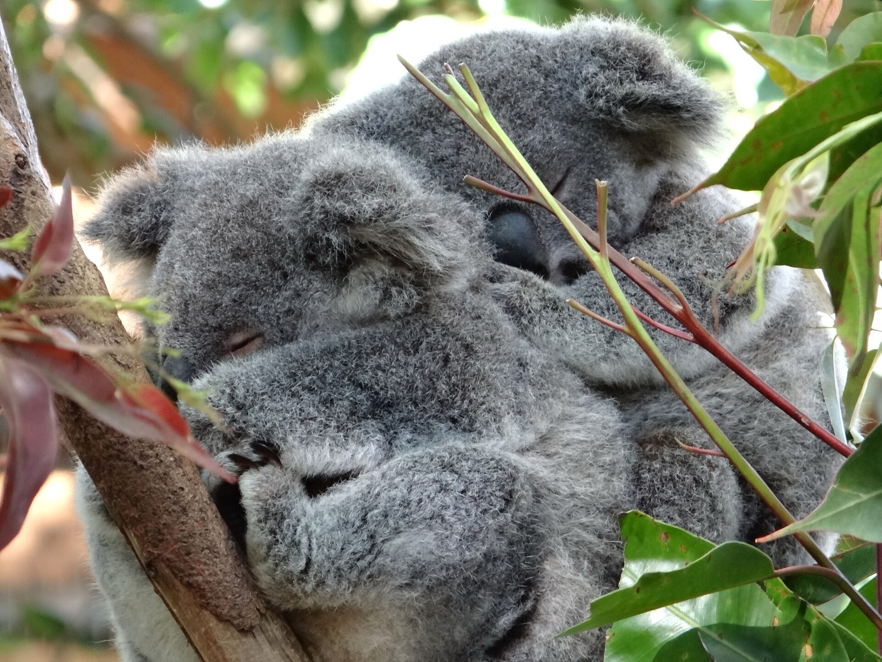 Animales en Australia: dónde ver canguros y koalas en 2026 16 Animales en una reserva australiana