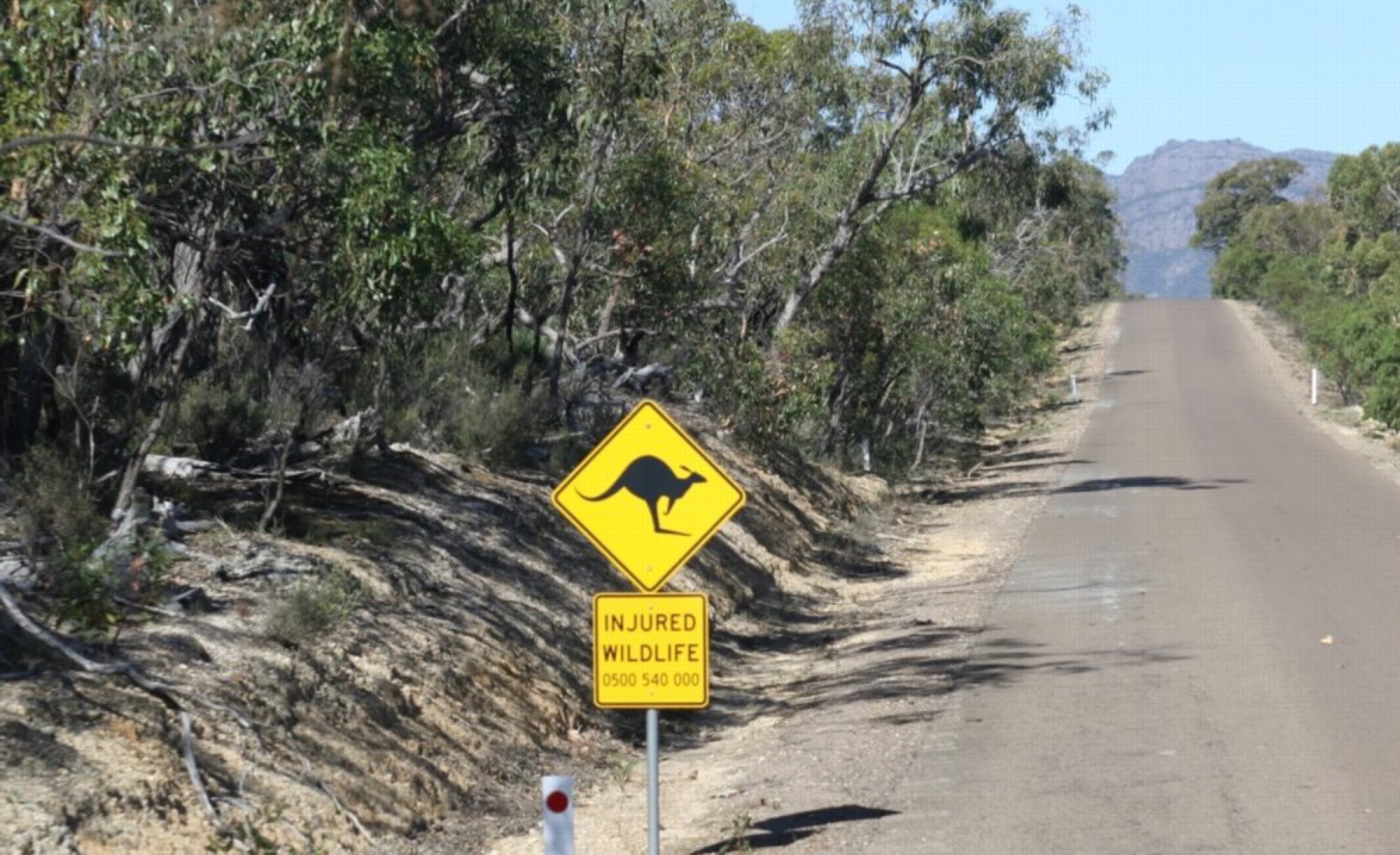 Animales en Australia: dónde ver canguros y koalas en 2026 18 Señal de tráfico alertando sobre canguros