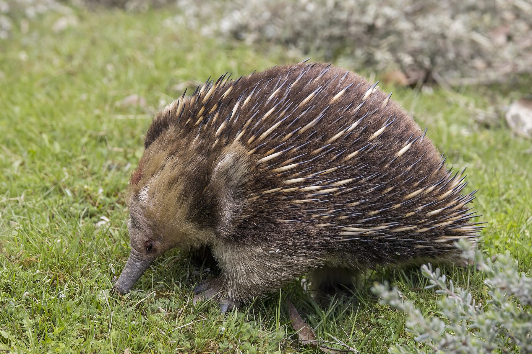 Animales en Australia: dónde ver canguros y koalas en 2026 19 Lagarto australiano