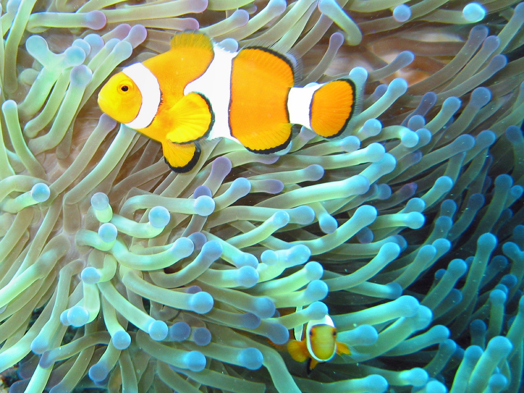 Marele Recif de Corali: excursii, prețuri și ce să știi în 2026 17 Pește-clovn în anemonă, vedeta oricărui snorkeling