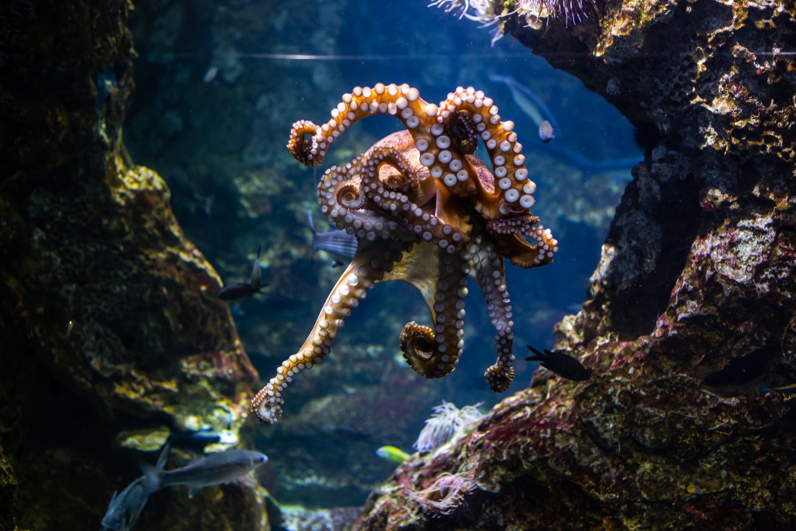 Barcelona mit Kindern: 12 Tipps für 2026 8 Tintenfisch im Aquarium von Barcelona