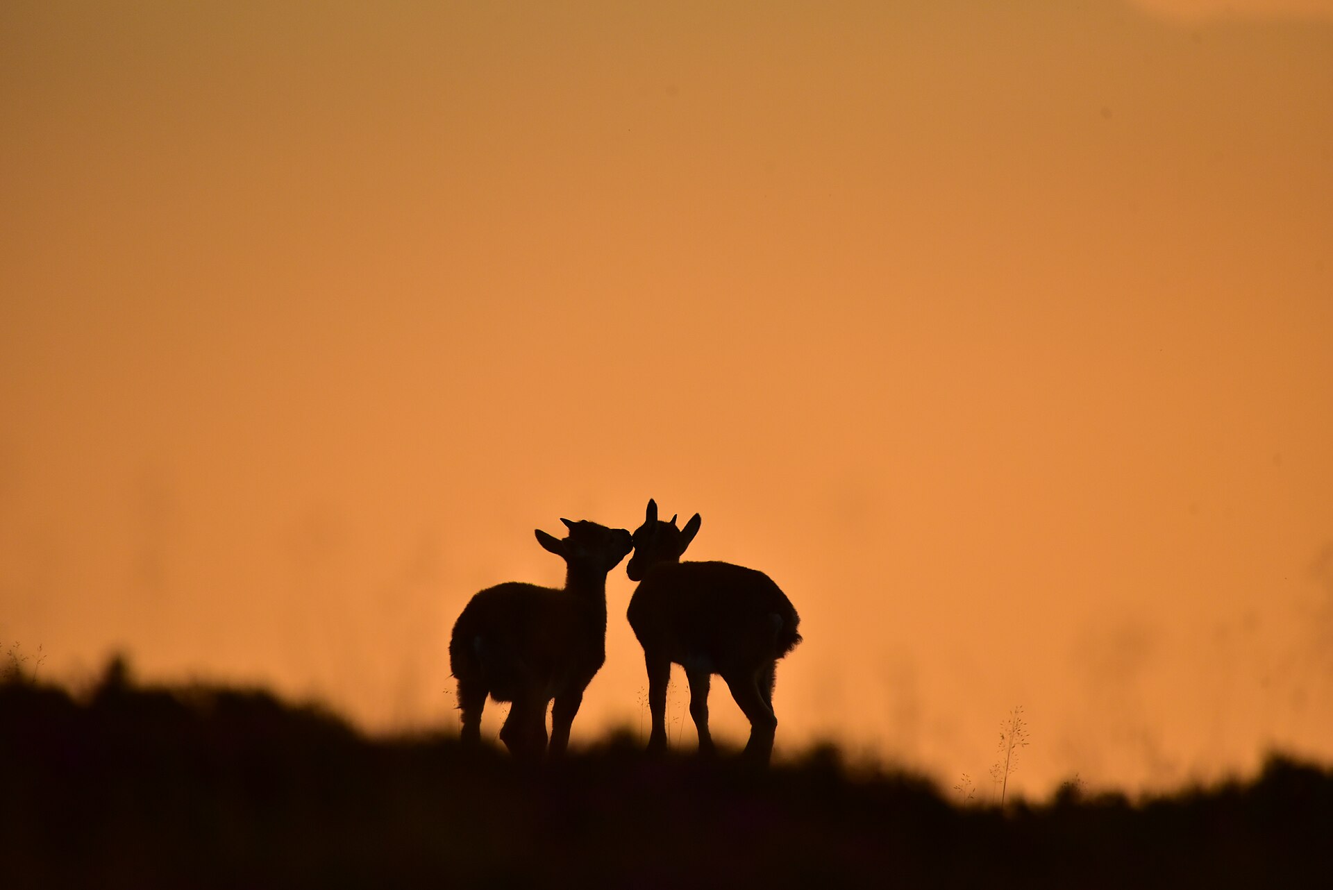 Bönigen, Switzerland: 24 Things to Do at Lake Brienz 2026 24 Young ibex on the Niederhorn ridge at dusk