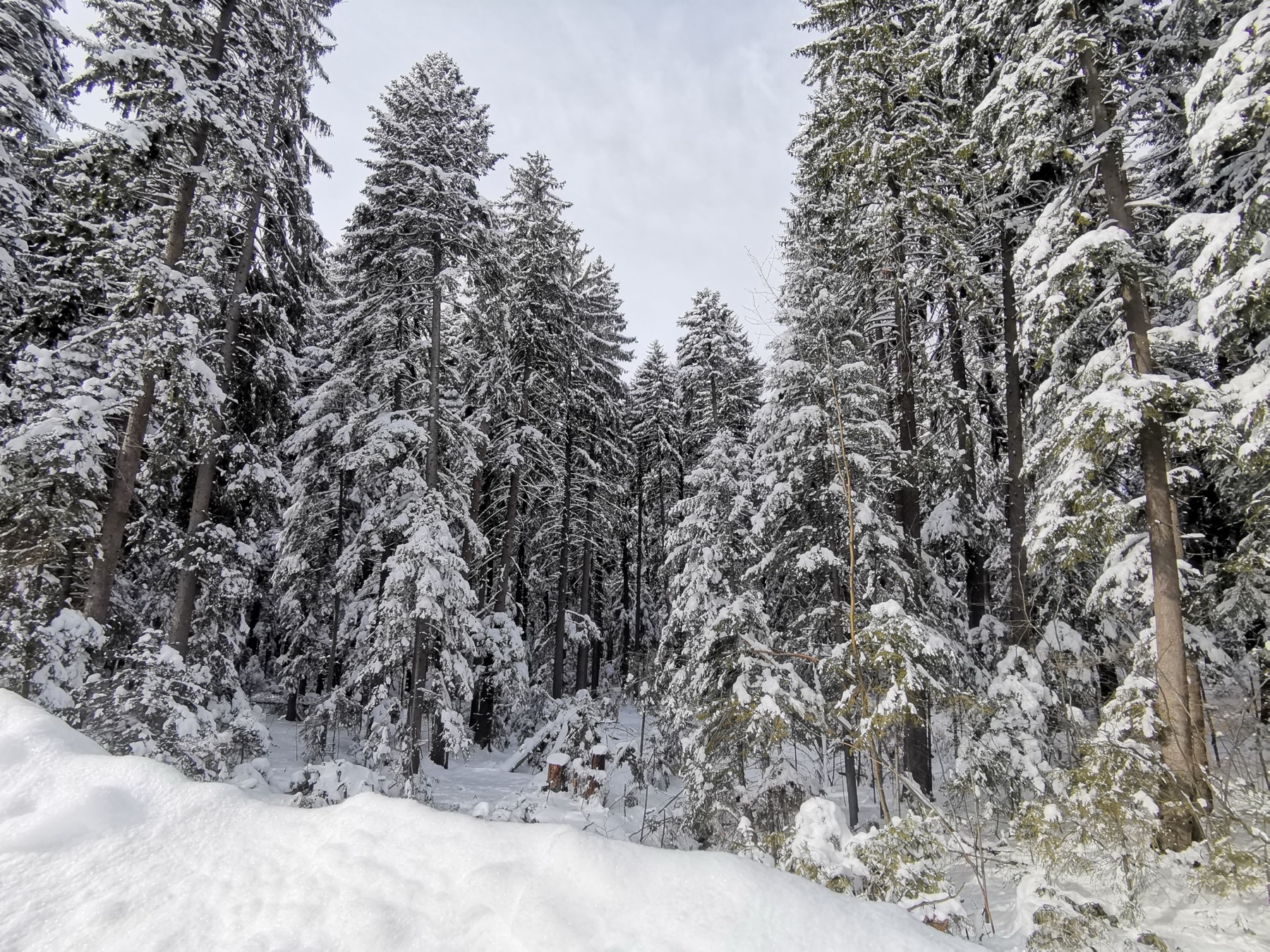 Clima en Bulgaria 2026: temperatura del mar mes a mes y cuándo ir 6 Pistas de esquí invernales en Borovets, bajo el pico Musala