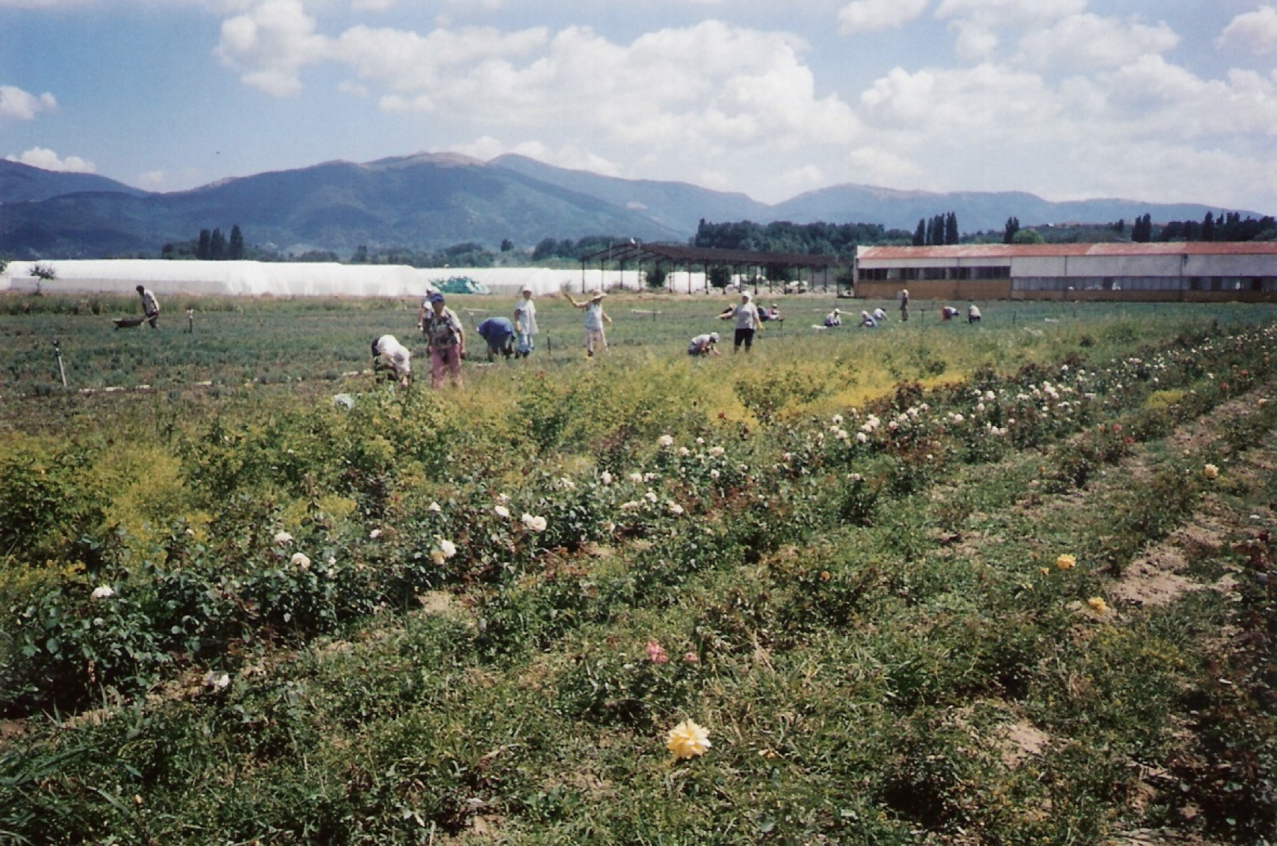 Clima en Bulgaria 2026: temperatura del mar mes a mes y cuándo ir 7 Rosas en flor en el Valle de las Rosas cerca de Kazanlak