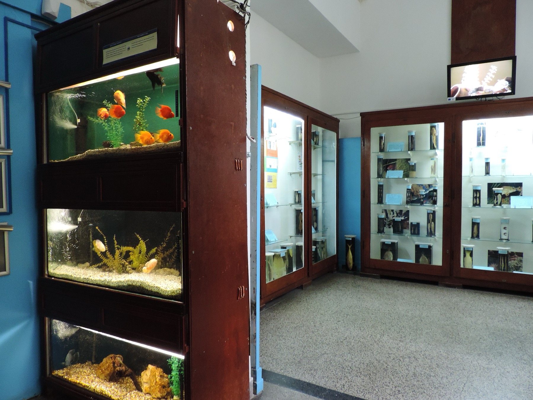 Varna, Bulgaria: 20 cosas que ver y hacer en la metrópoli del mar Negro 2026 14 Acuario de Varna