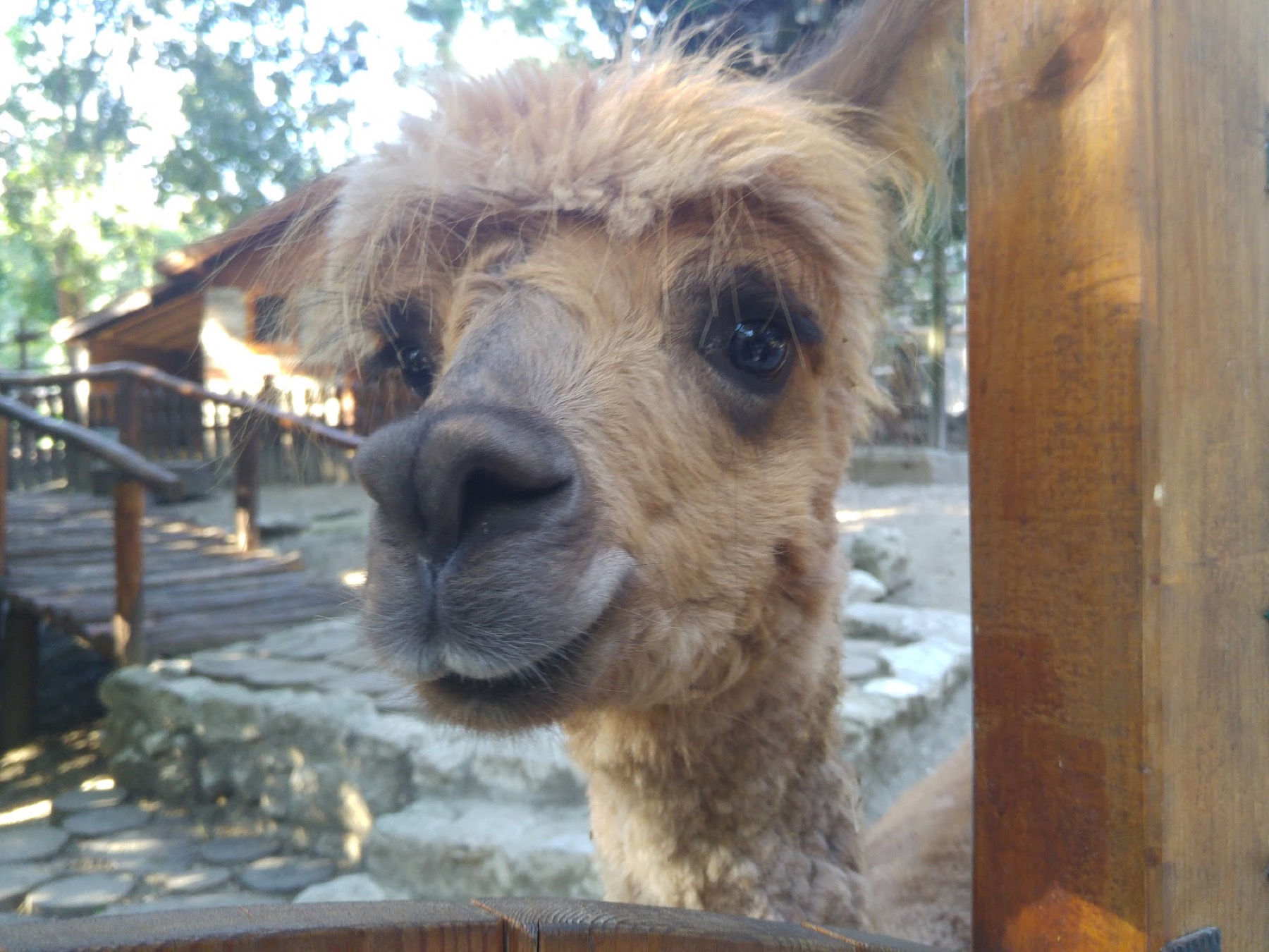 Varna, Bulgaria: 20 cosas que ver y hacer en la metrópoli del mar Negro 2026 16 Alpaca en la zona de contacto del zoo de Varna