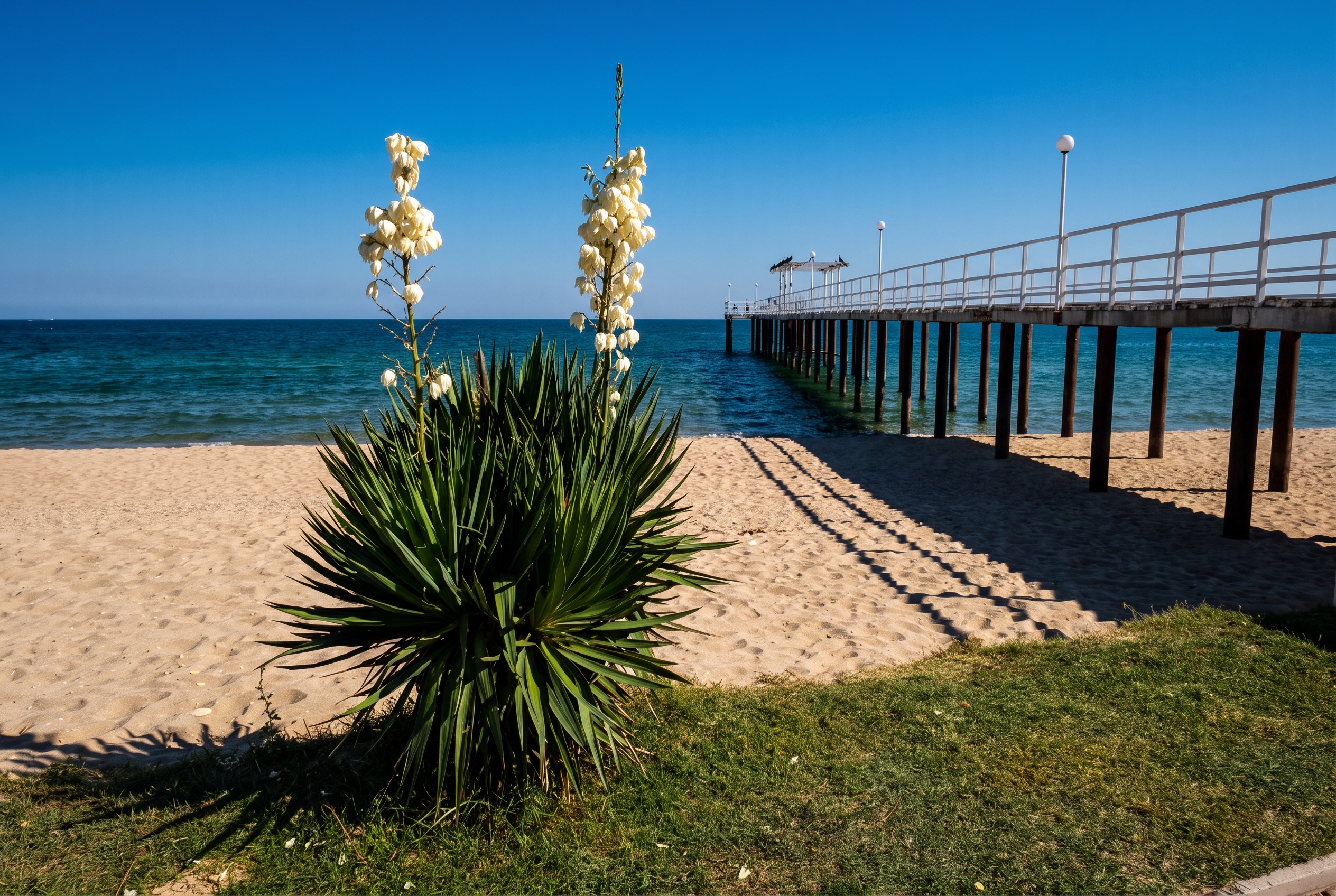 Holiday in Bulgaria 2026: 30 Most Beautiful Places + Practical Tips 3 Golden Sands beach lined with the greenery of the nature park