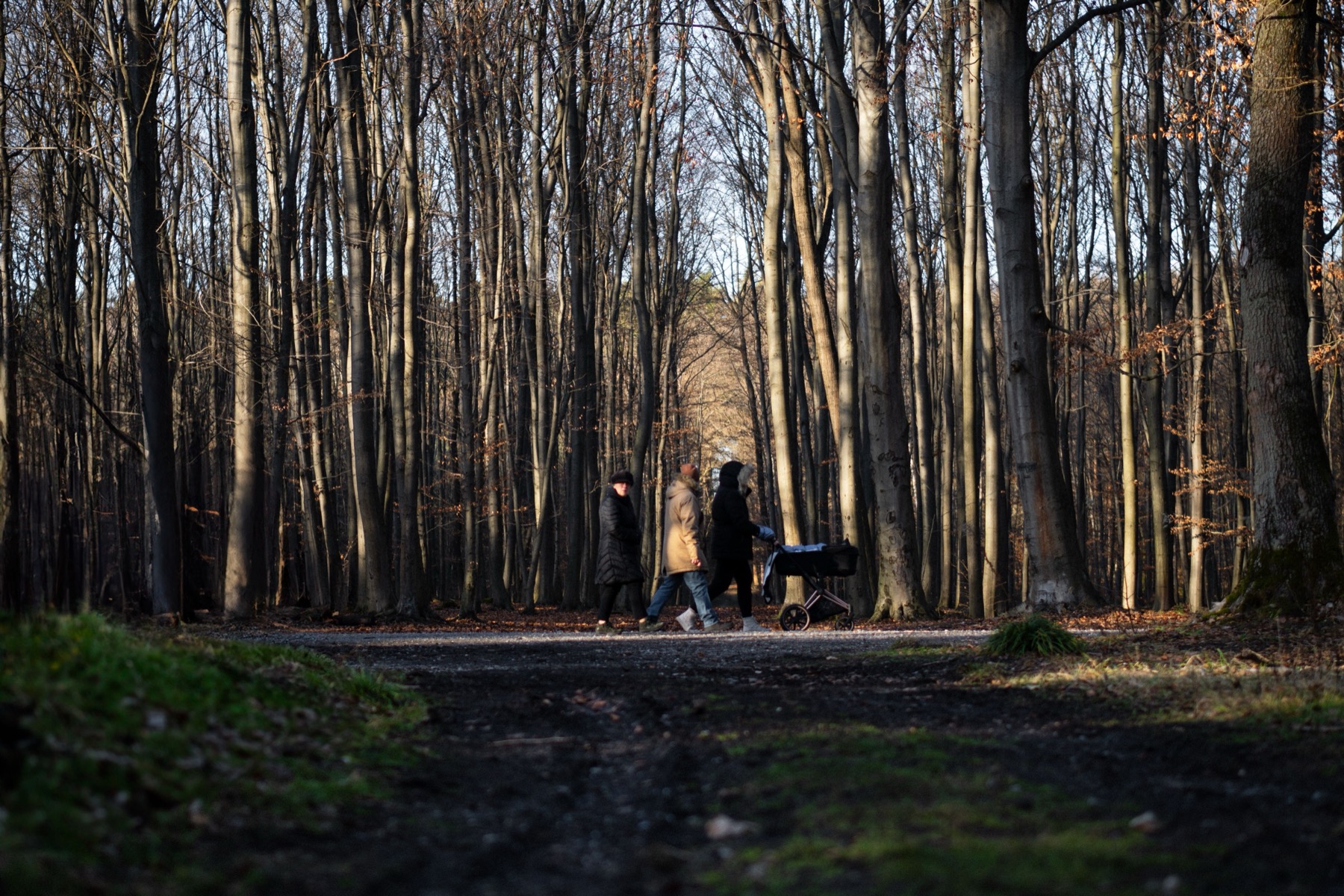 Ještěd, Czech Republic: How to Get There, Prices & 12 Tips 2026 23 Paved forest path suitable for a pram