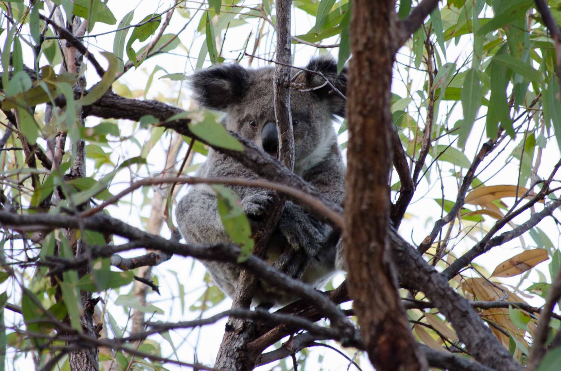 Where to Stay on the Great Barrier Reef in 2026: 12 Islands 17 Koala on Magnetic Island